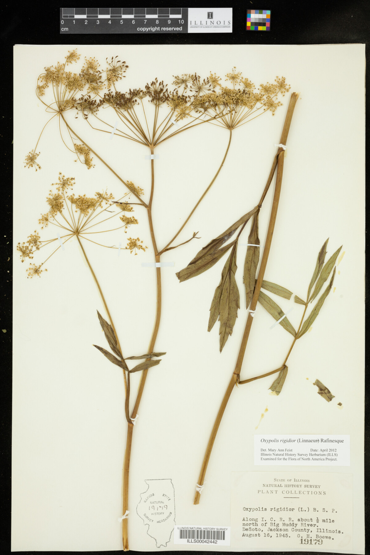 Oxypolis rigidior image
