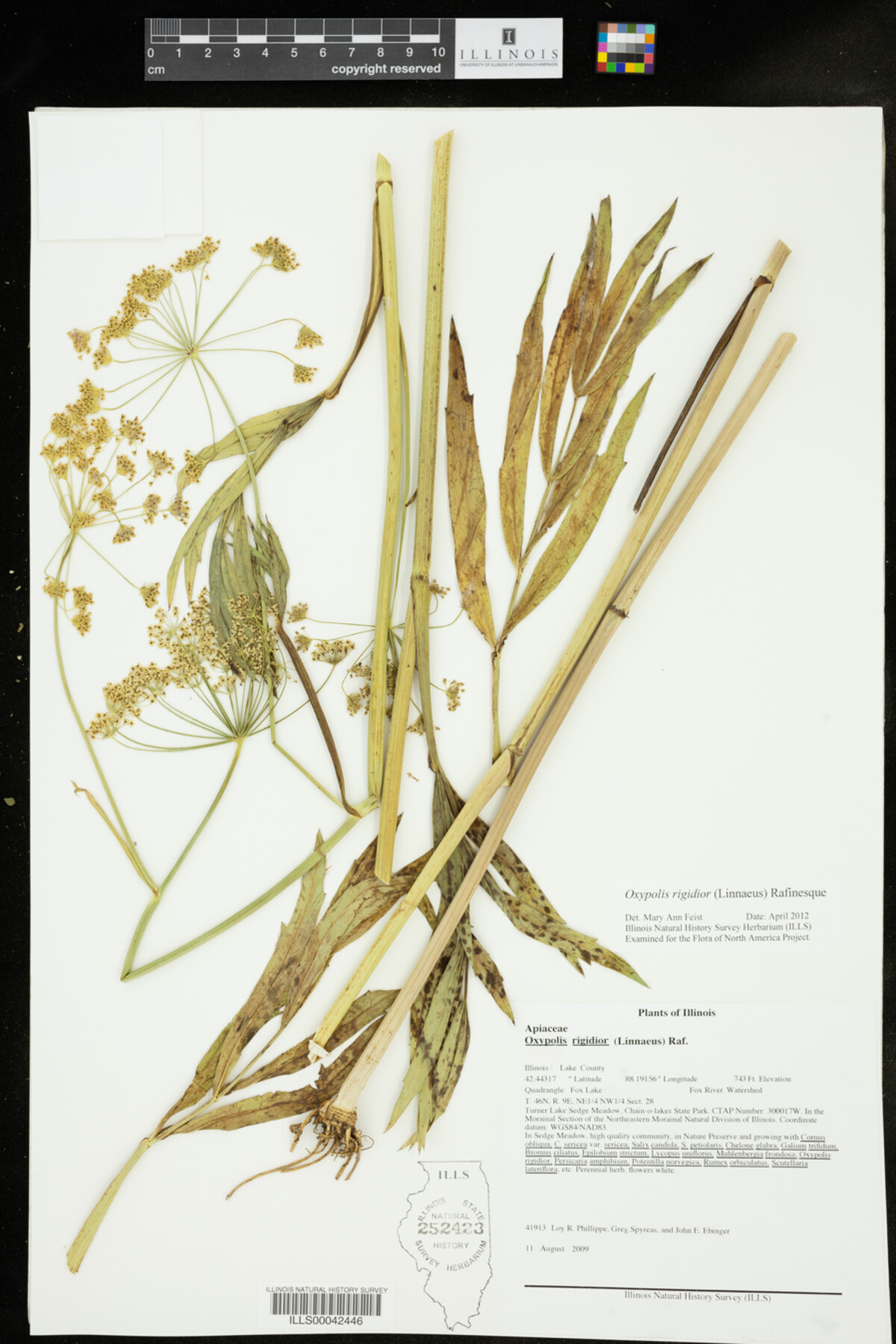 Oxypolis rigidior image