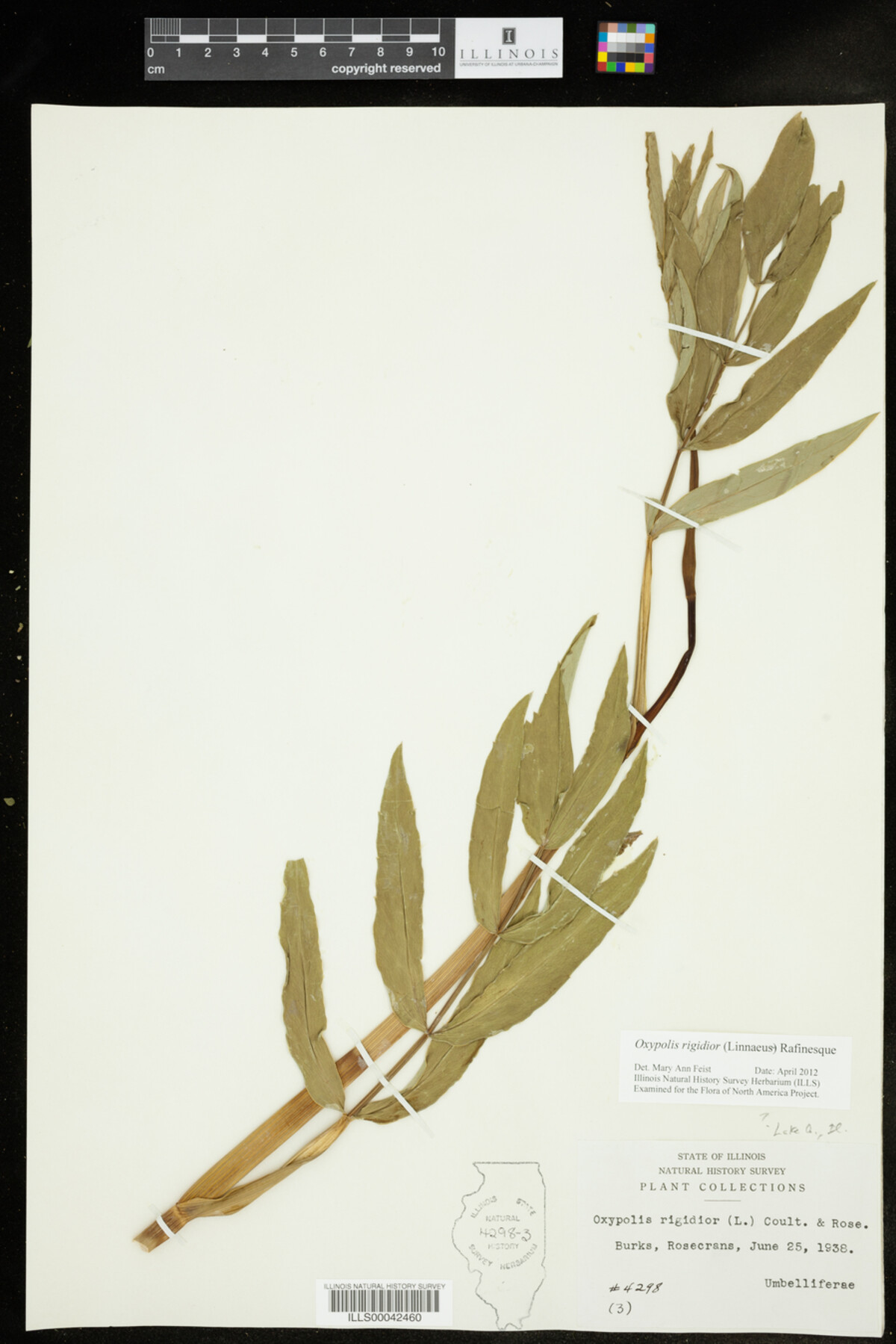 Oxypolis rigidior image
