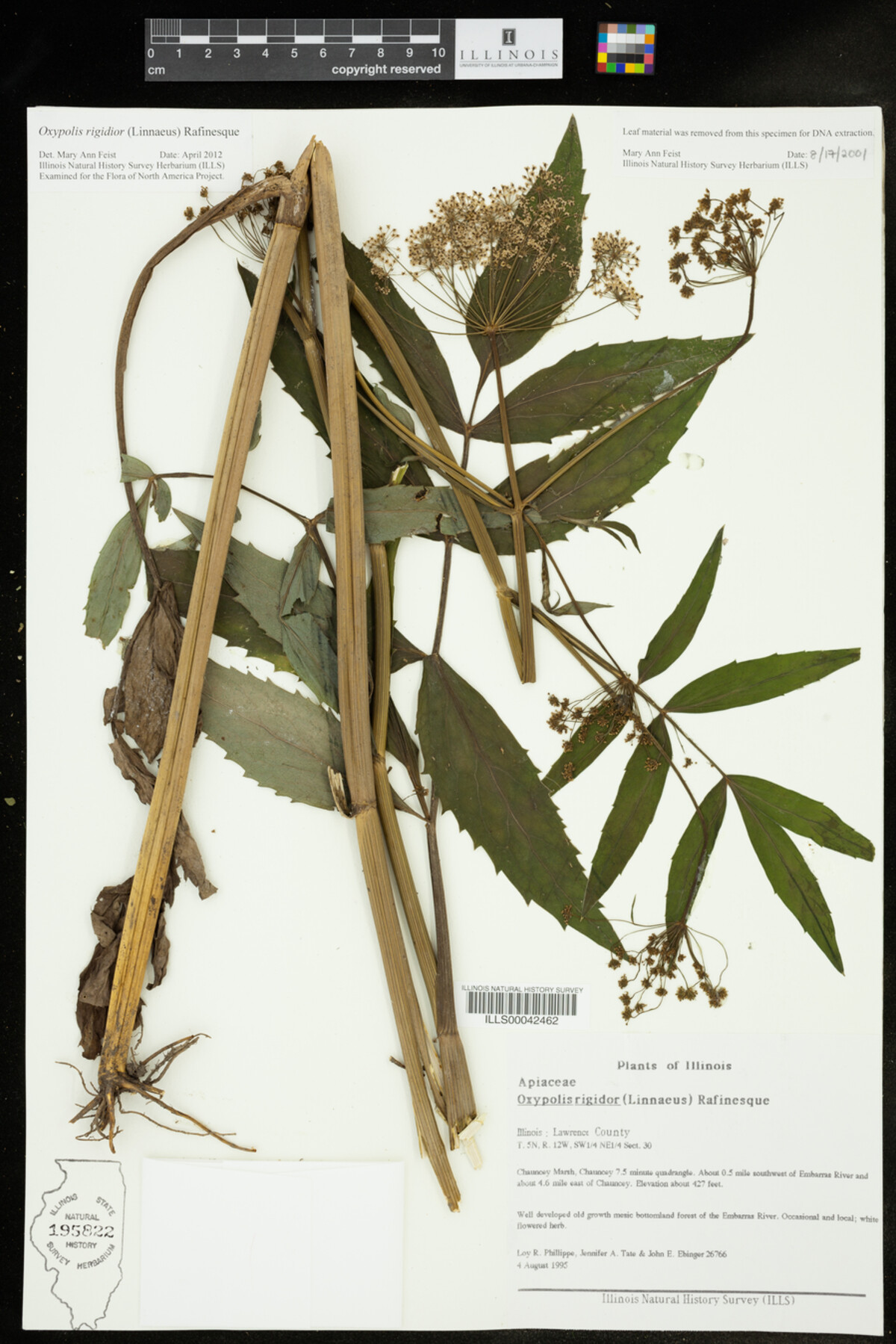 Oxypolis rigidior image