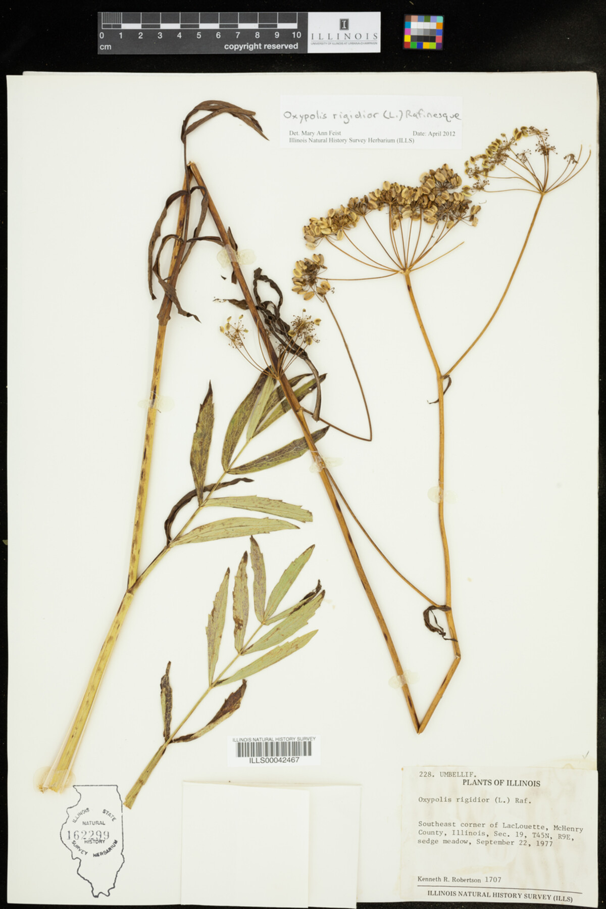 Oxypolis rigidior image