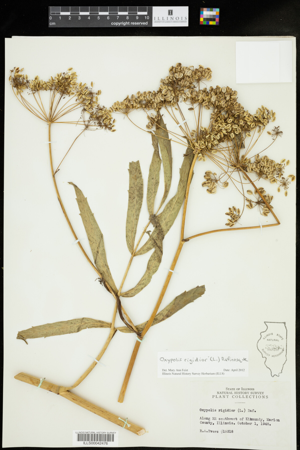 Oxypolis rigidior image
