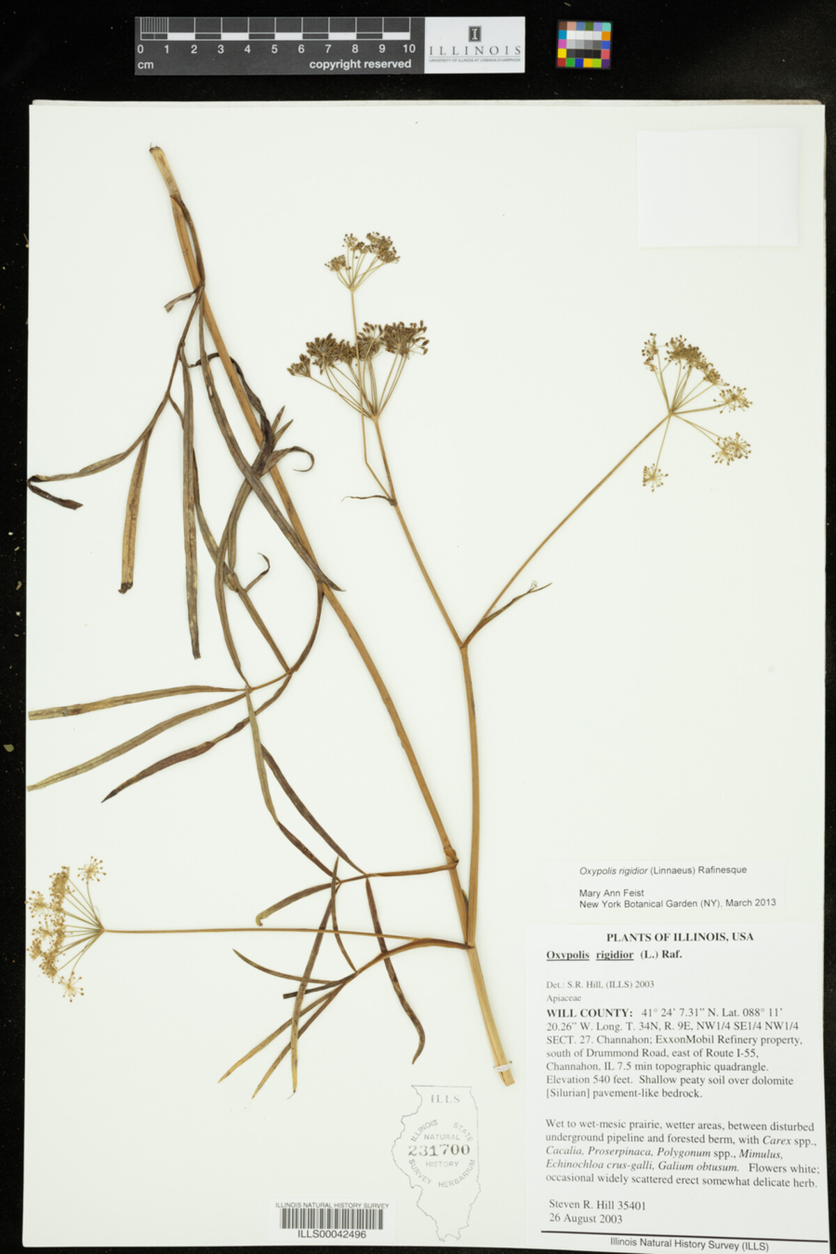 Oxypolis rigidior image