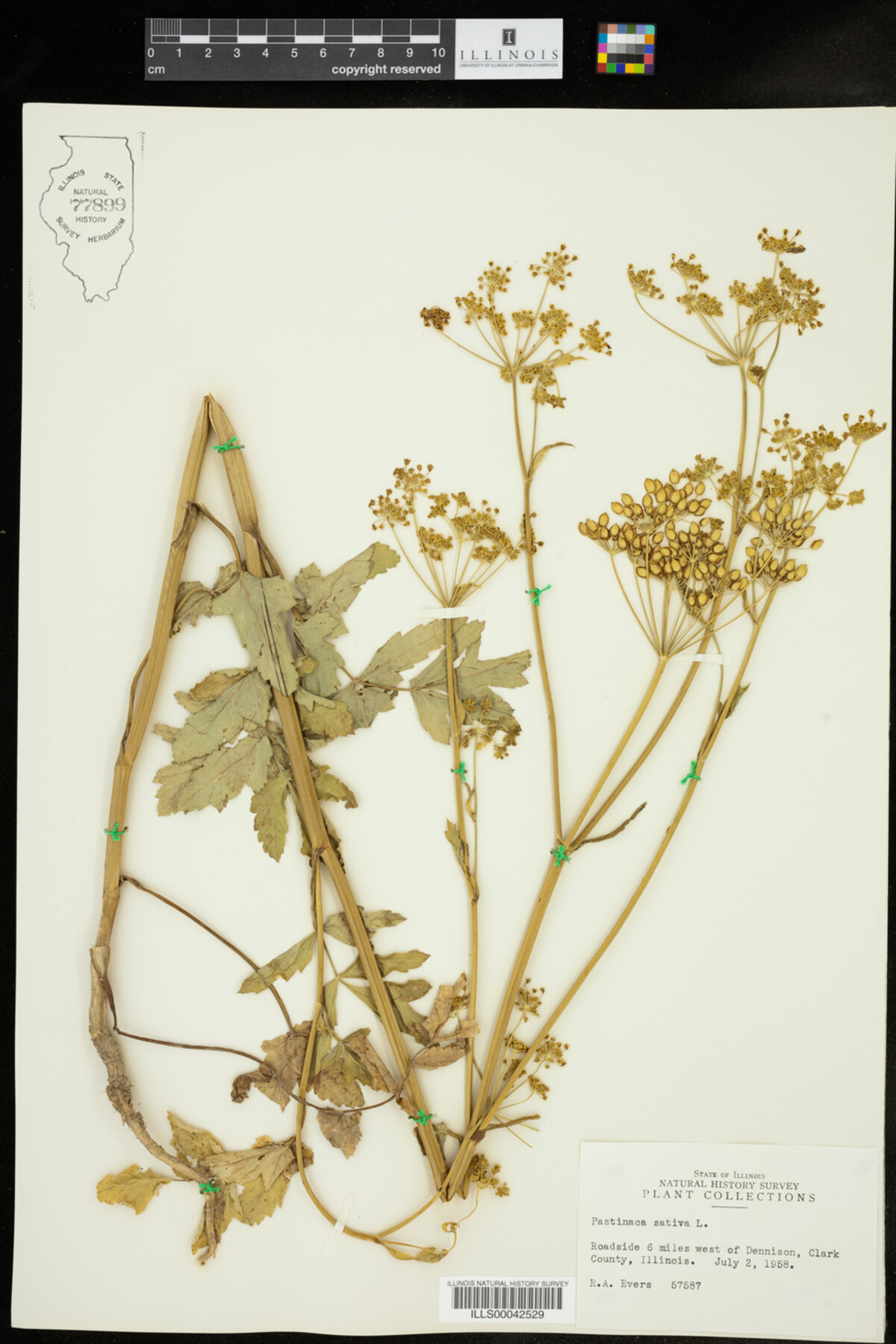 Pastinaca image