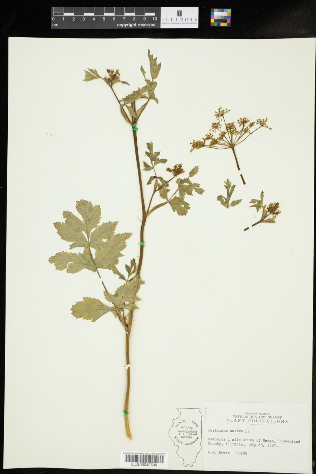 Pastinaca sativa image