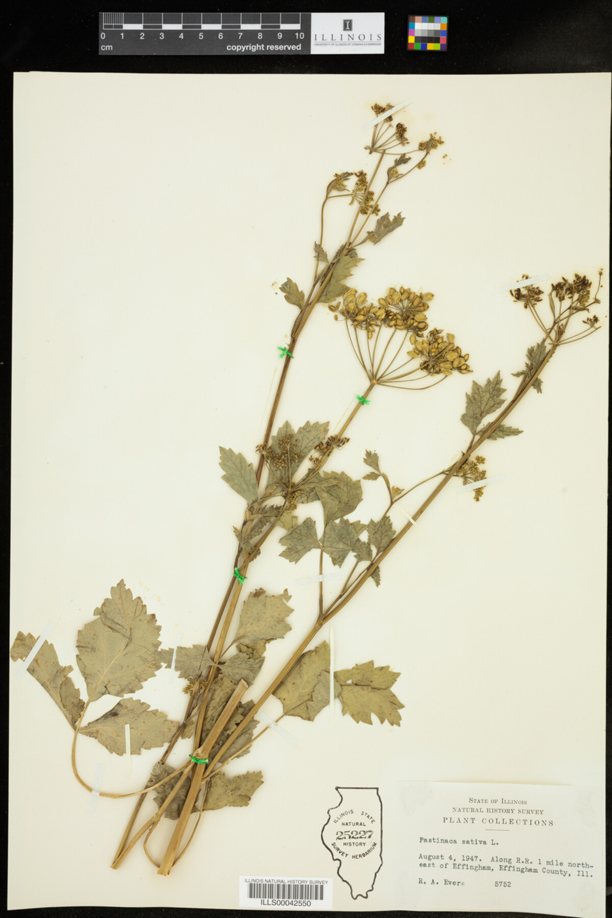 Pastinaca sativa image
