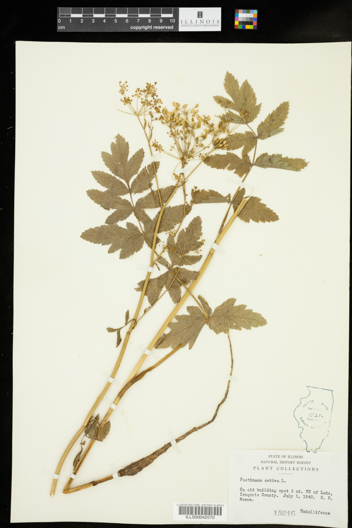 Pastinaca sativa image