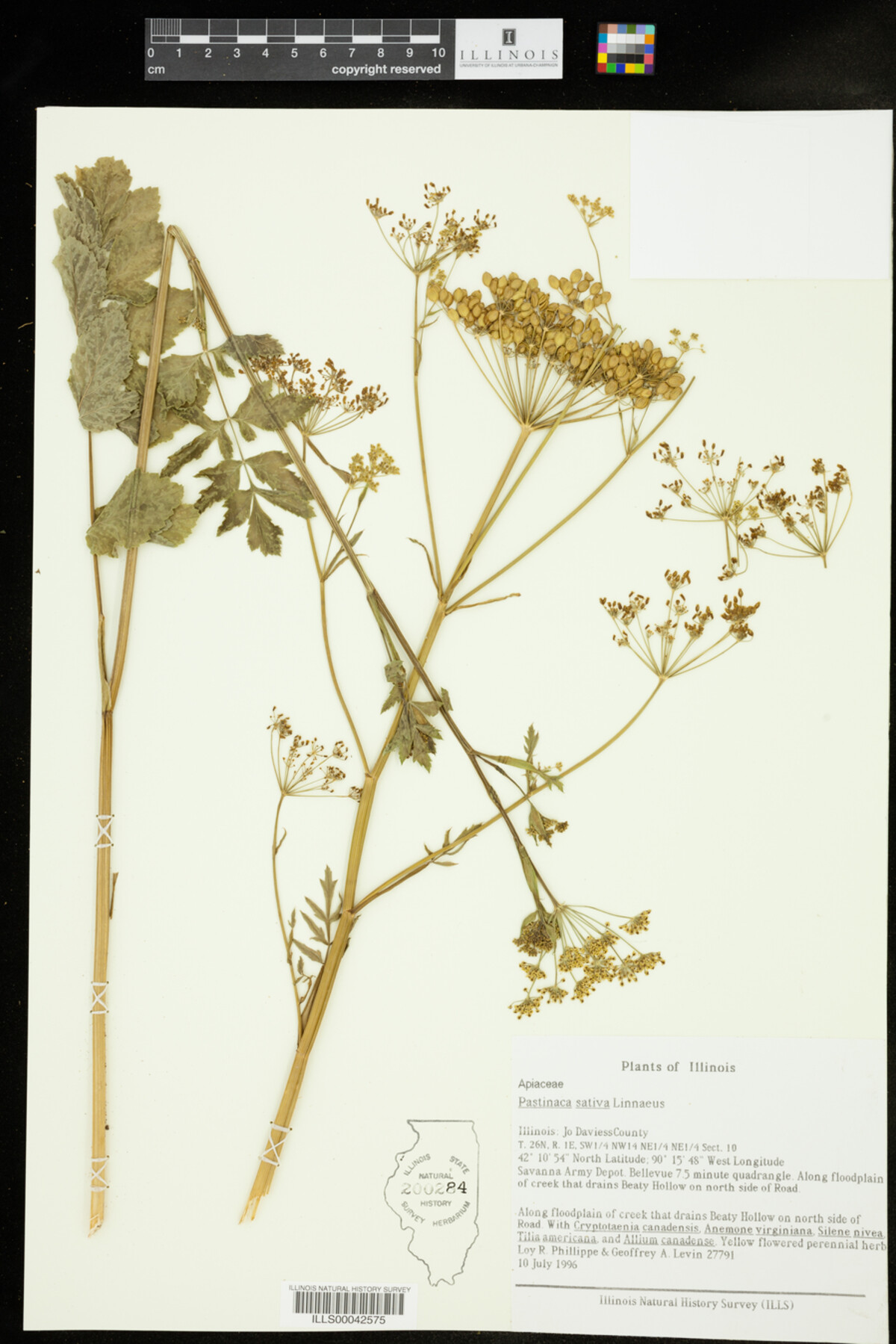 Pastinaca sativa image