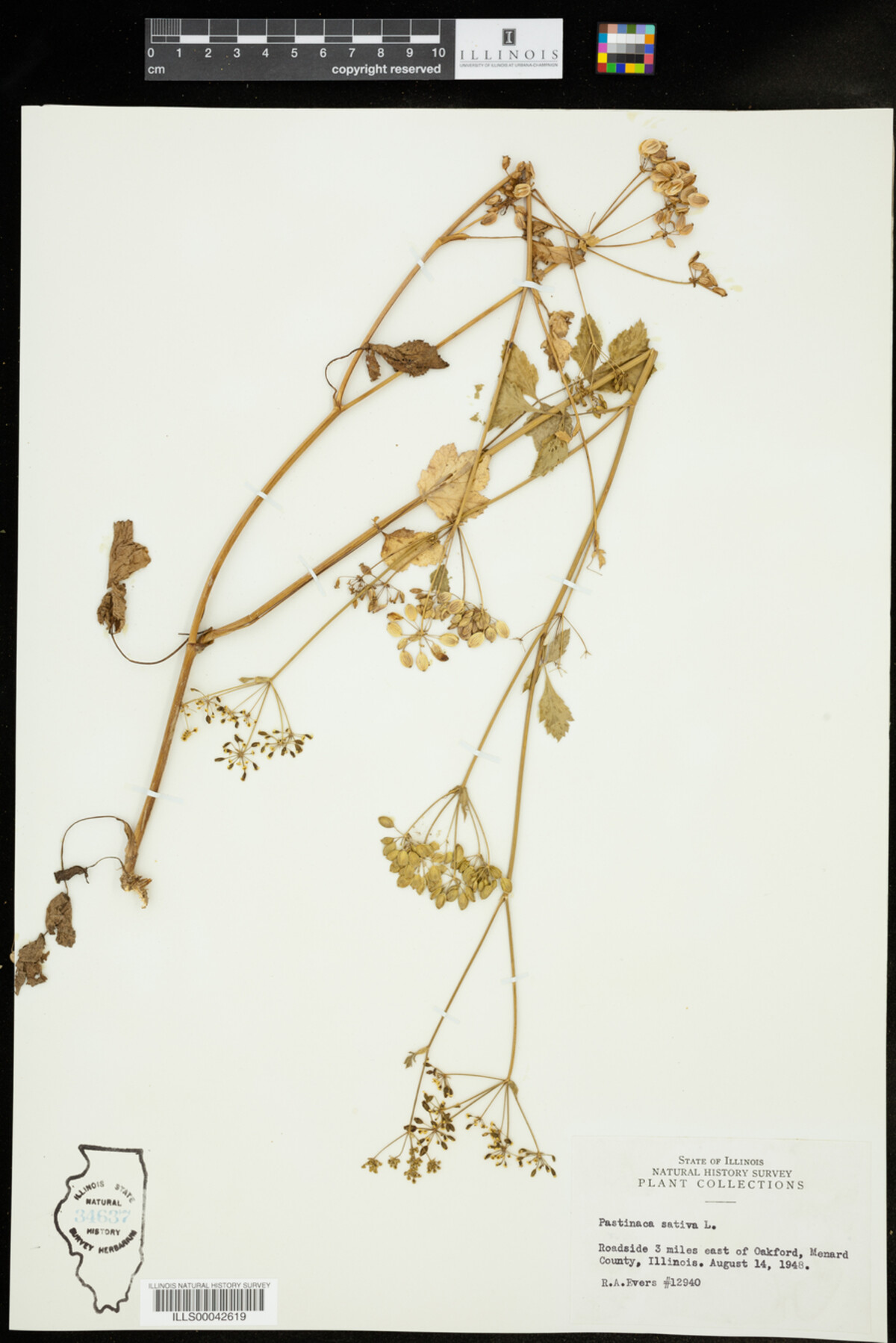Pastinaca image