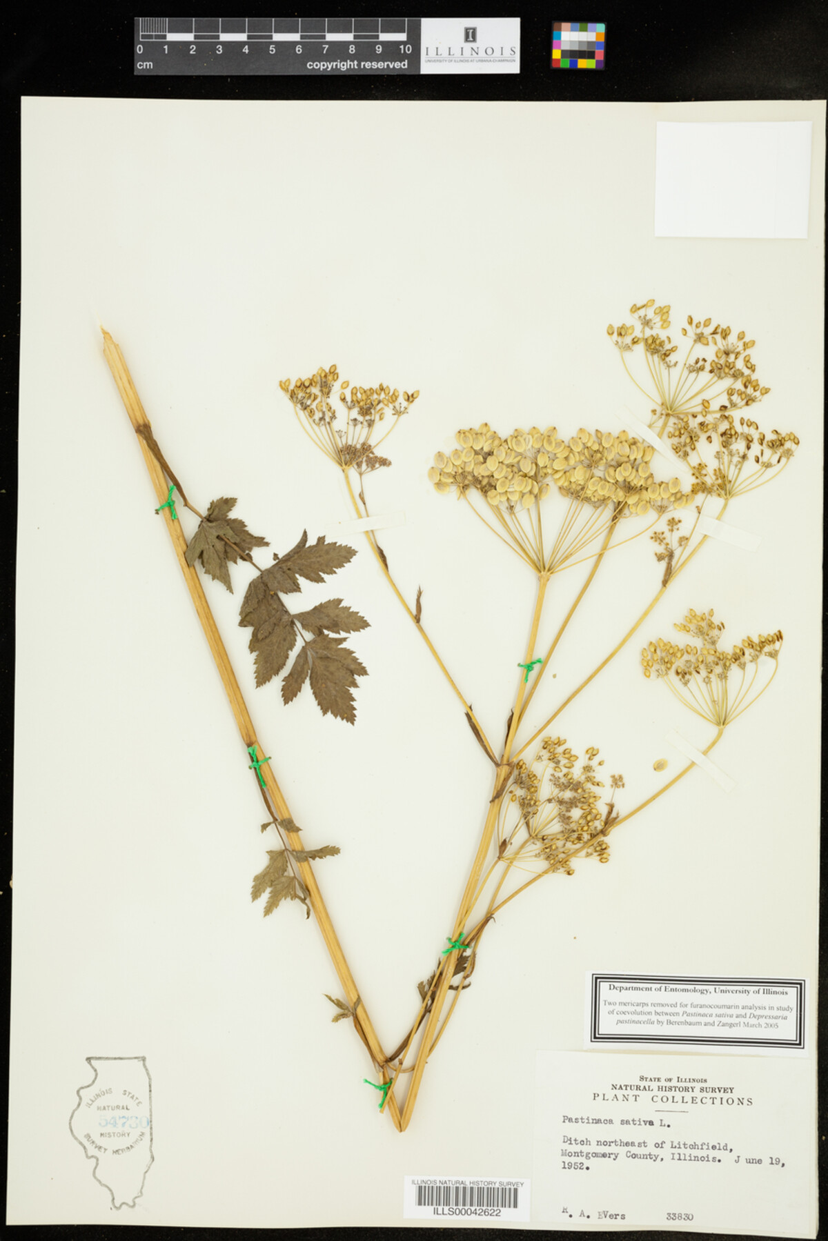 Pastinaca sativa image