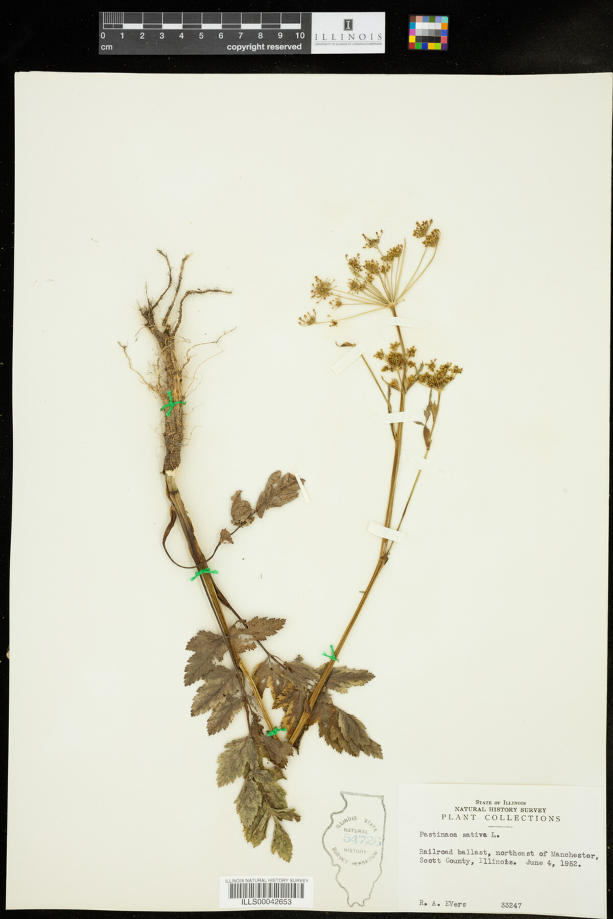 Pastinaca sativa image