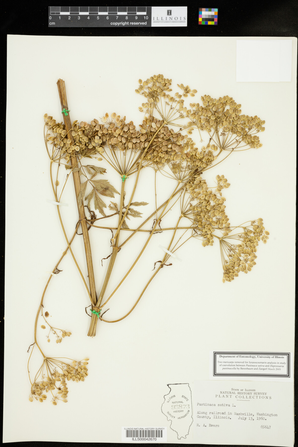 Pastinaca sativa image