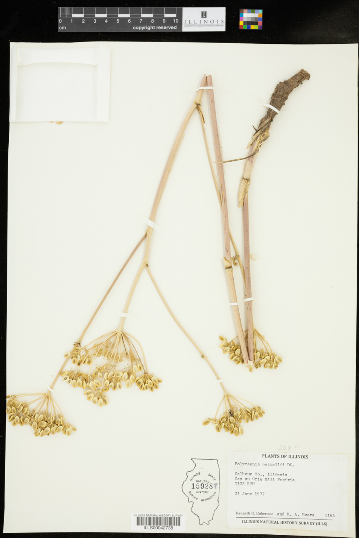 Polytaenia nuttallii image