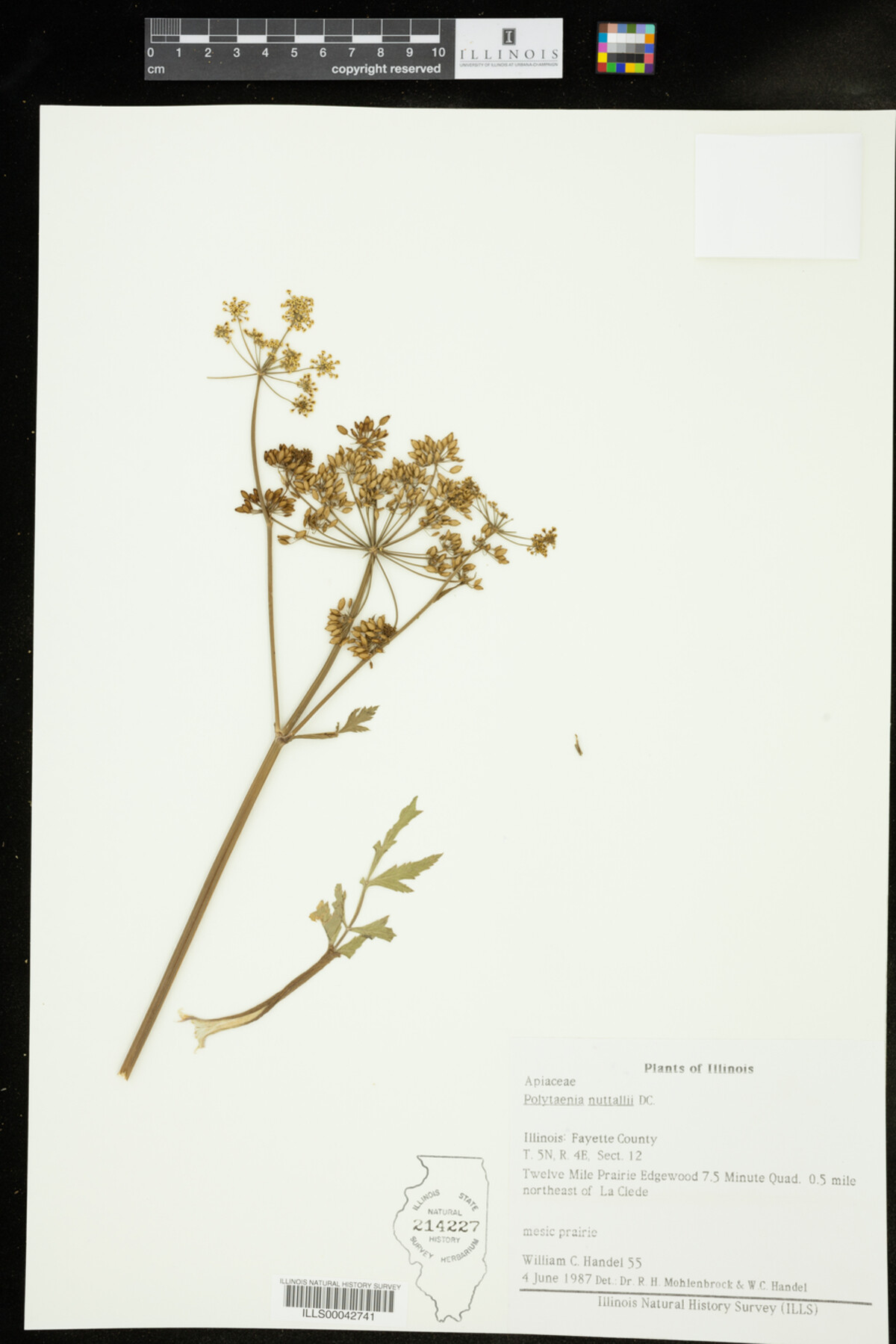 Polytaenia nuttallii image