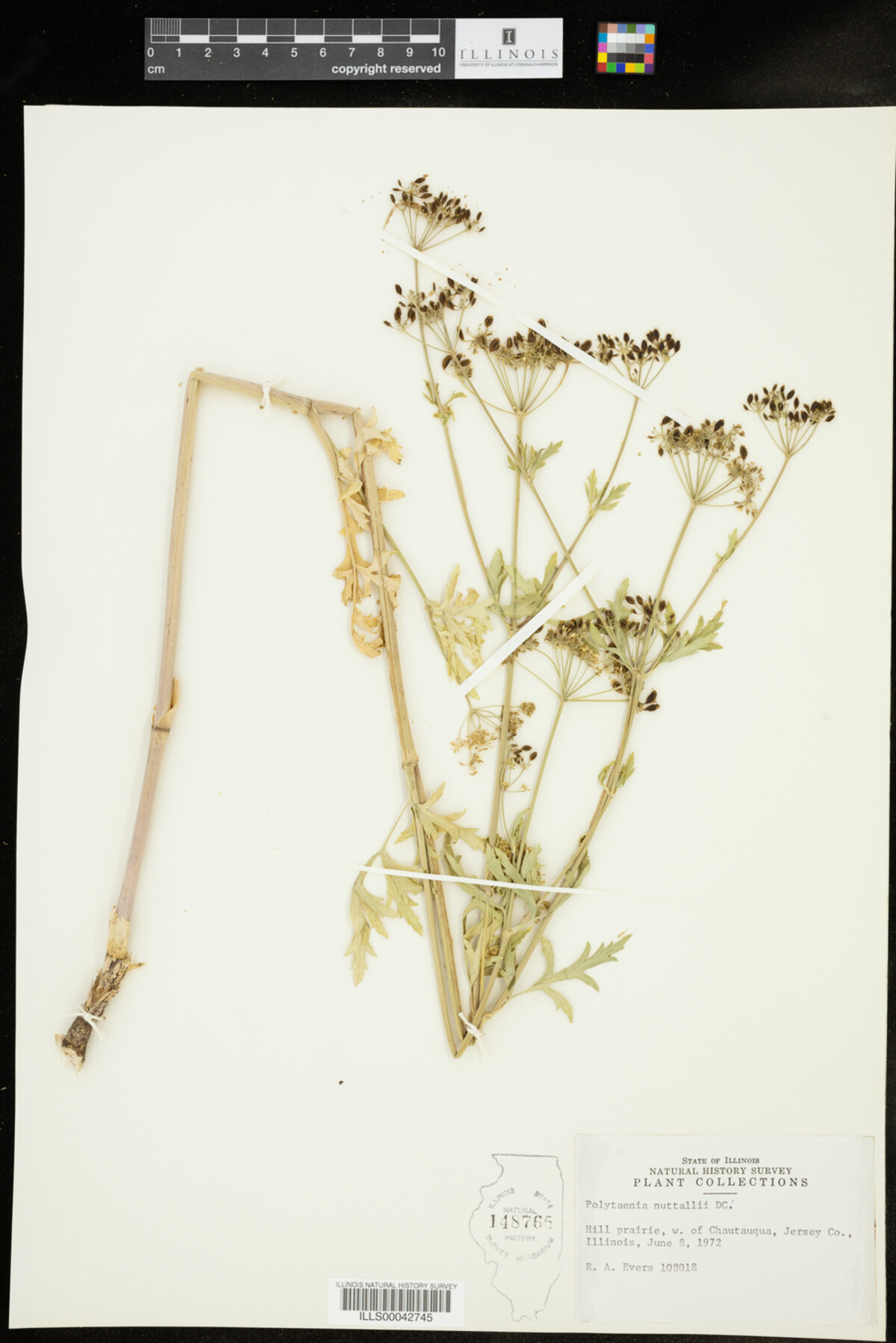 Polytaenia nuttallii image