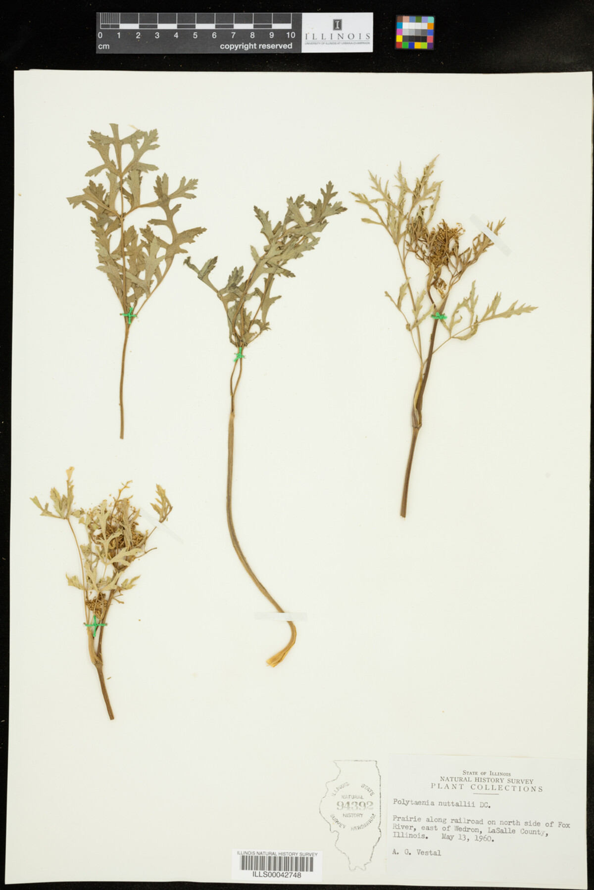 Polytaenia nuttallii image