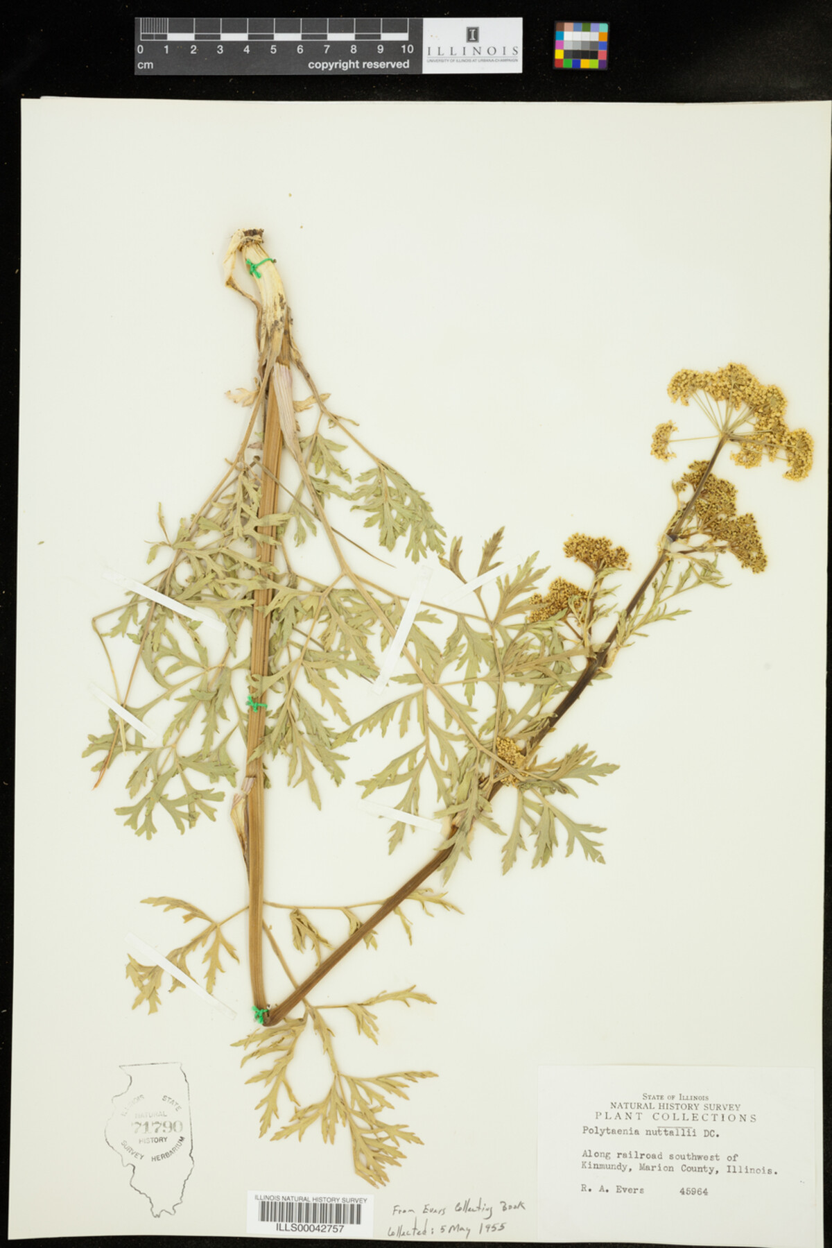 Polytaenia nuttallii image