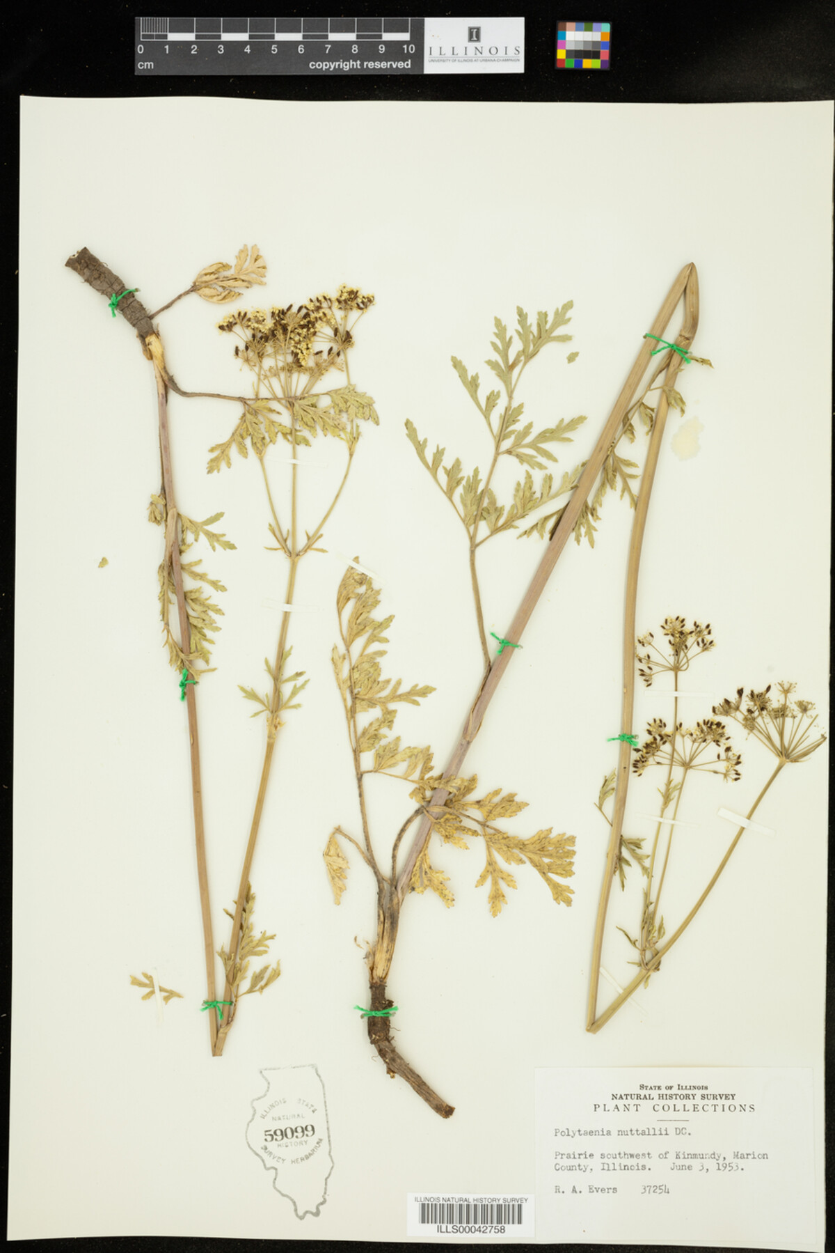 Polytaenia nuttallii image