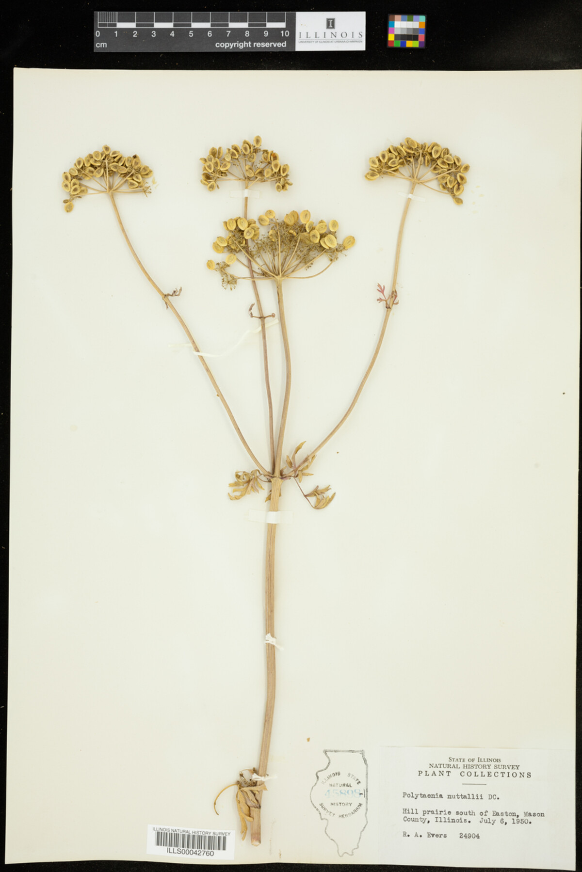 Polytaenia image