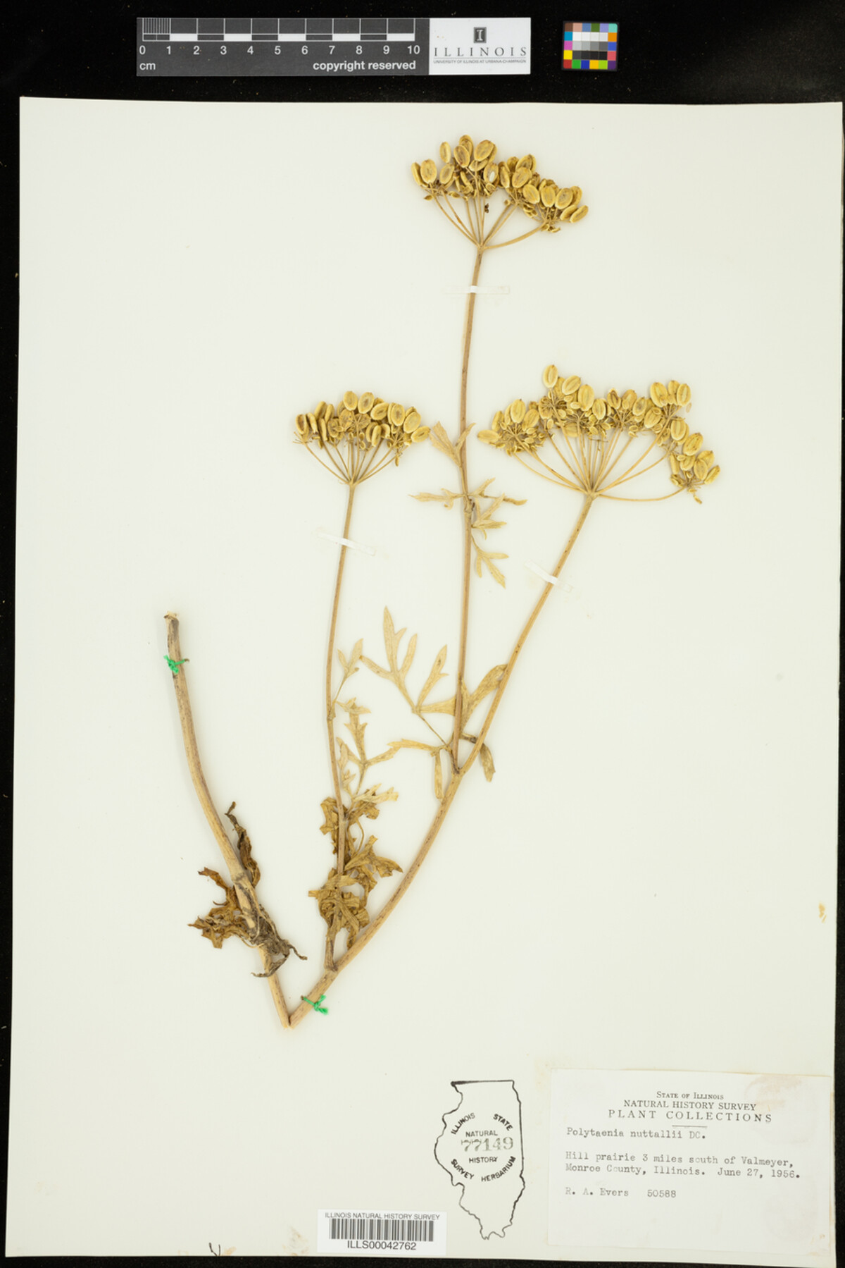 Polytaenia nuttallii image