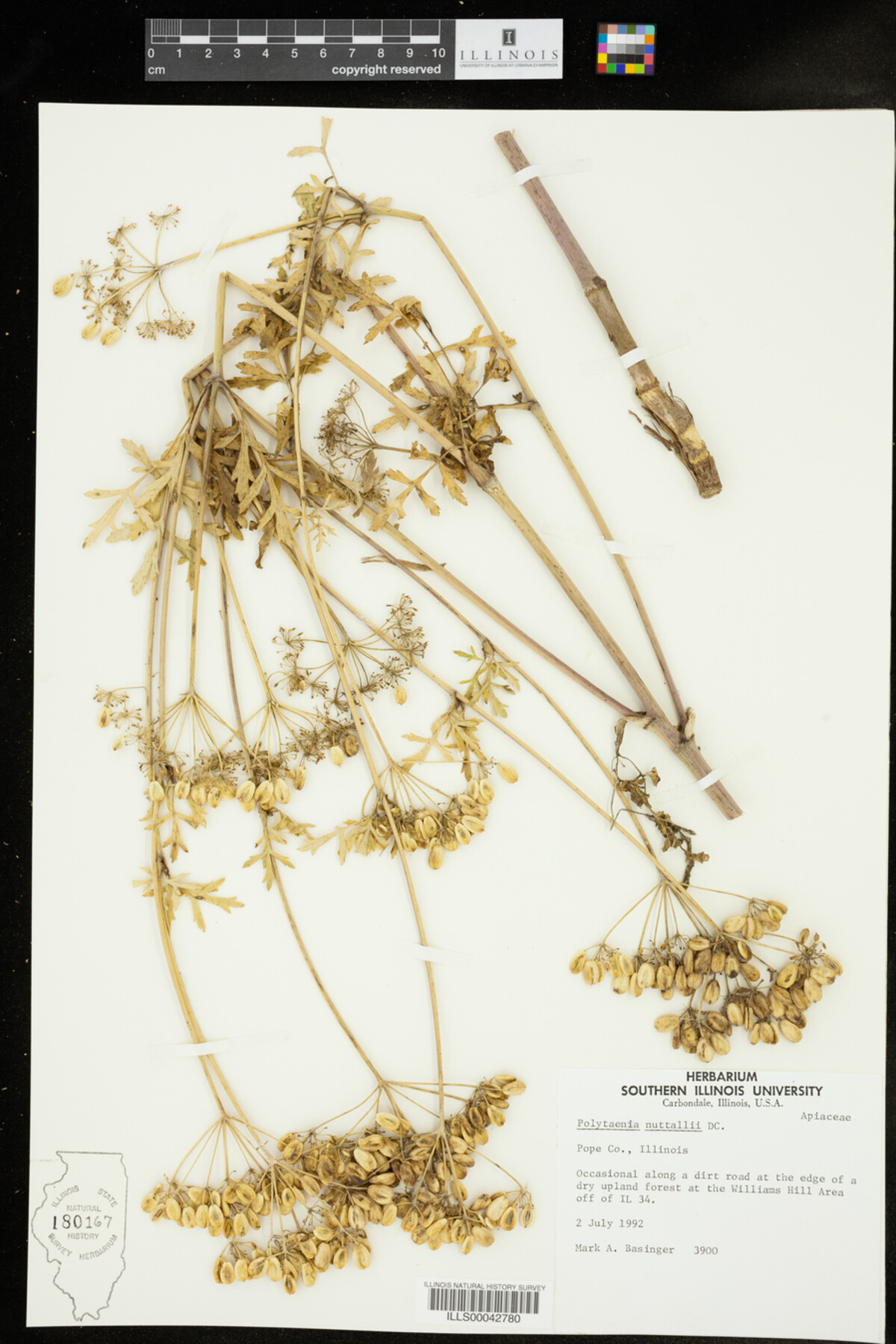 Polytaenia nuttallii image