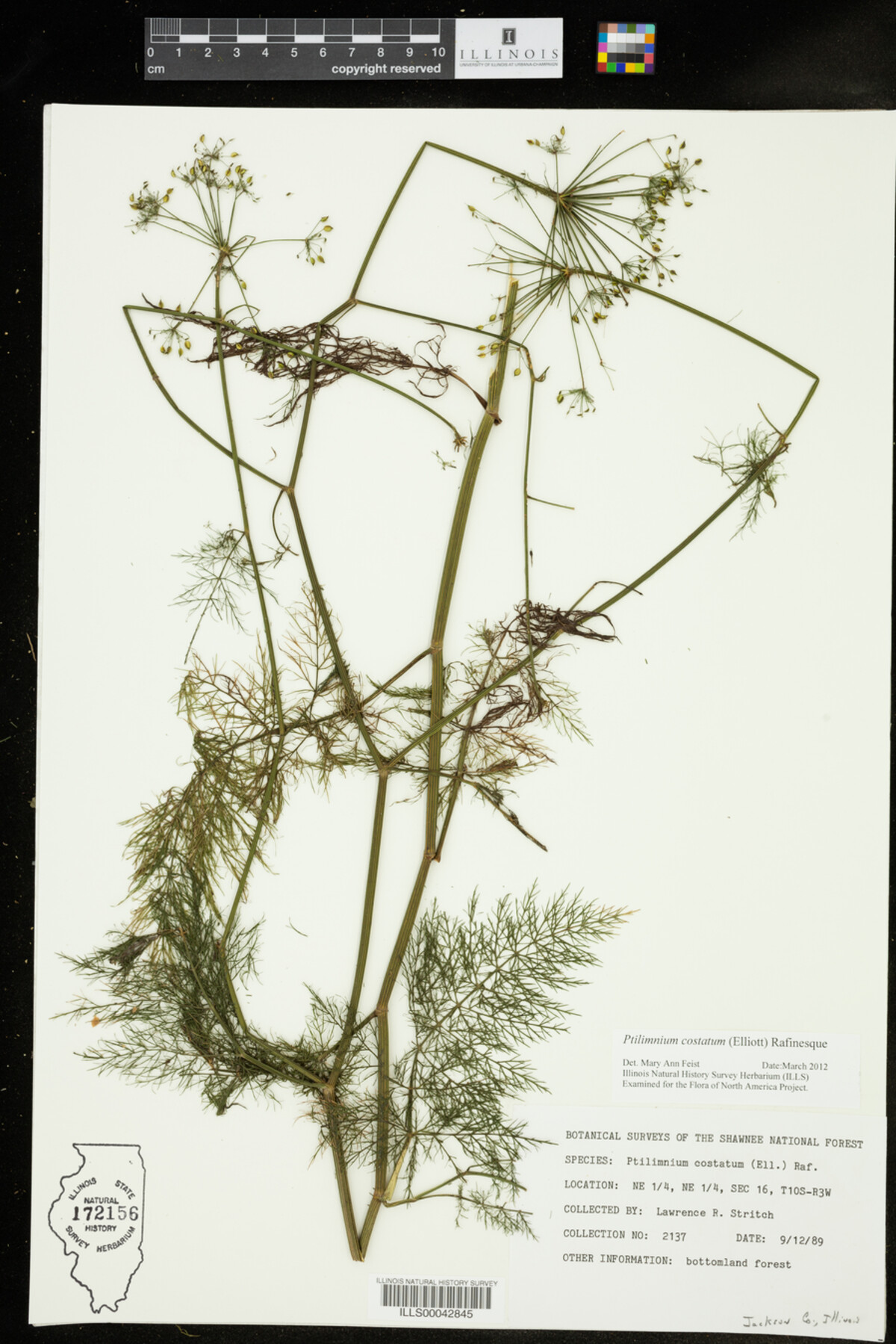 Ptilimnium costatum image