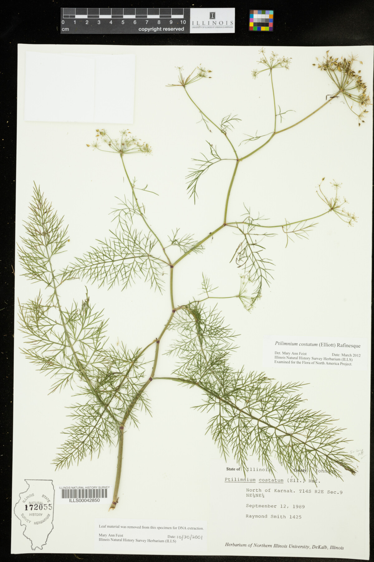 Ptilimnium costatum image