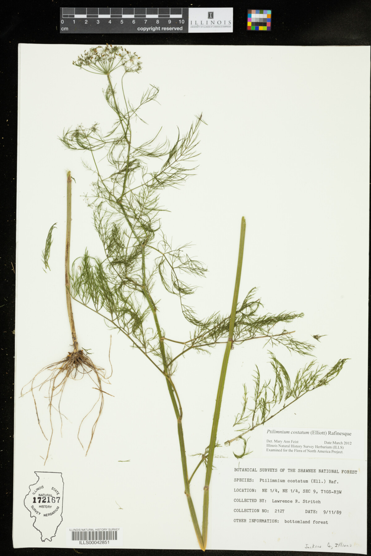 Ptilimnium costatum image