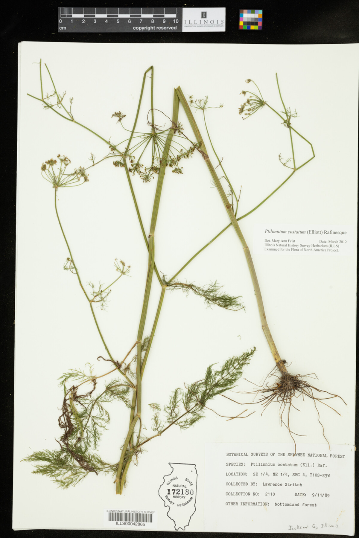 Ptilimnium costatum image