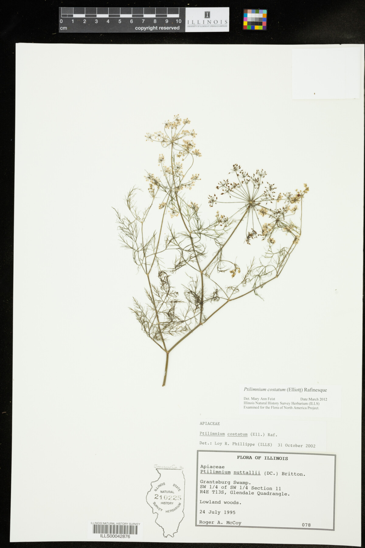 Ptilimnium costatum image