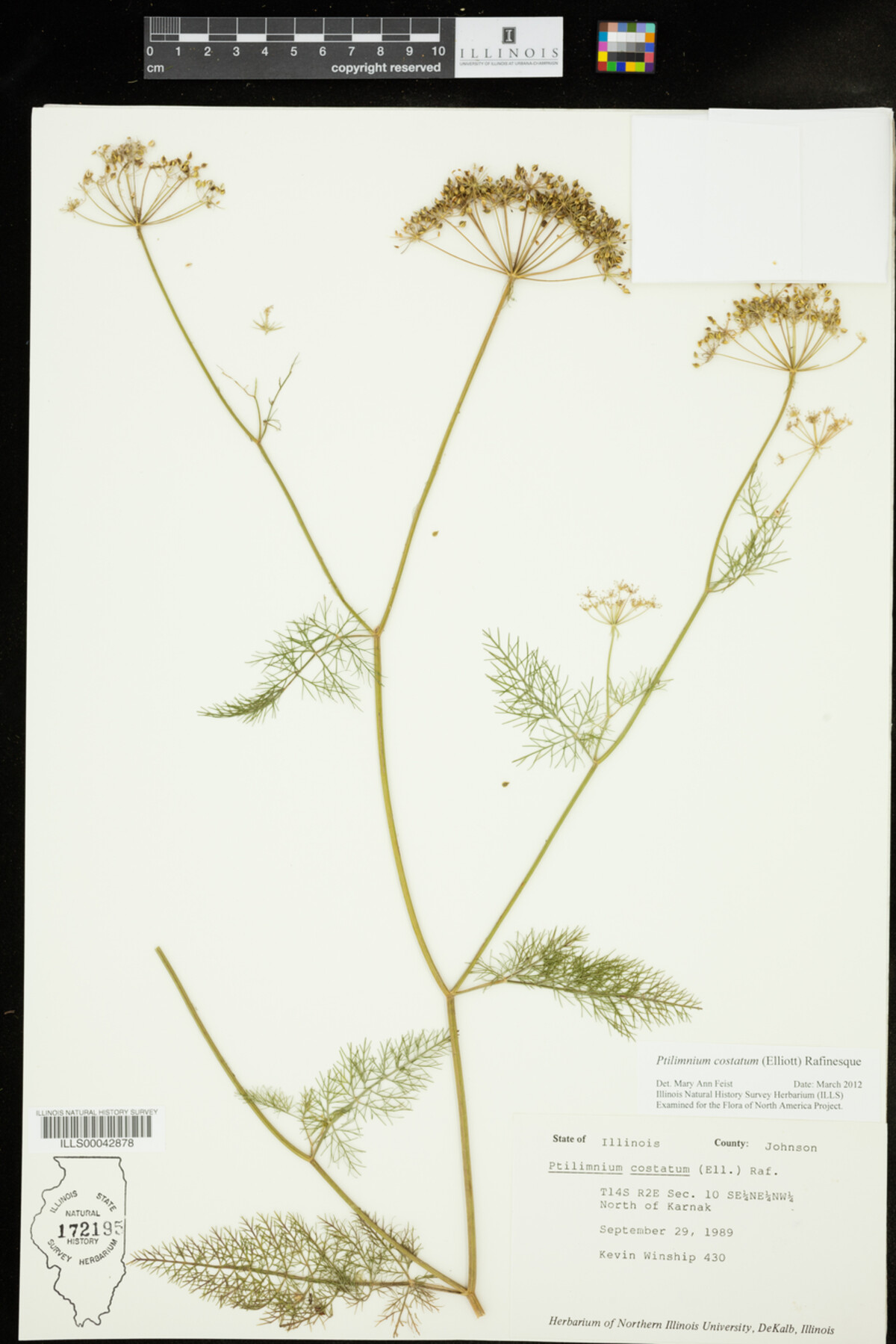Ptilimnium image