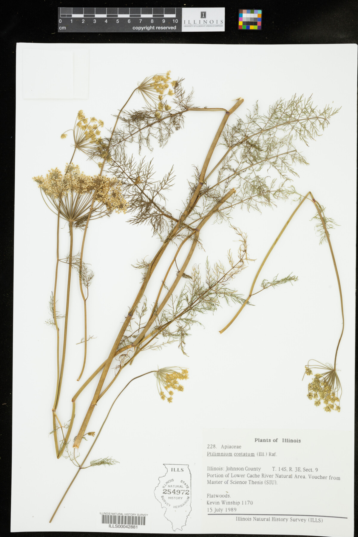 Ptilimnium costatum image
