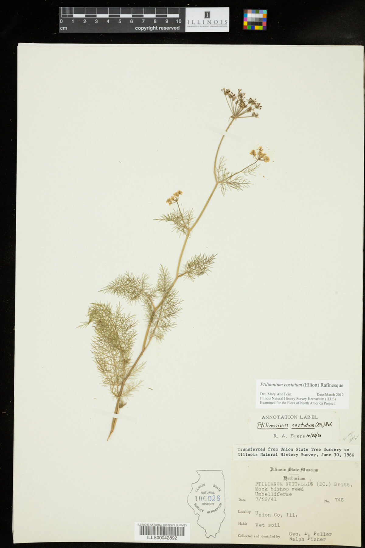 Ptilimnium costatum image