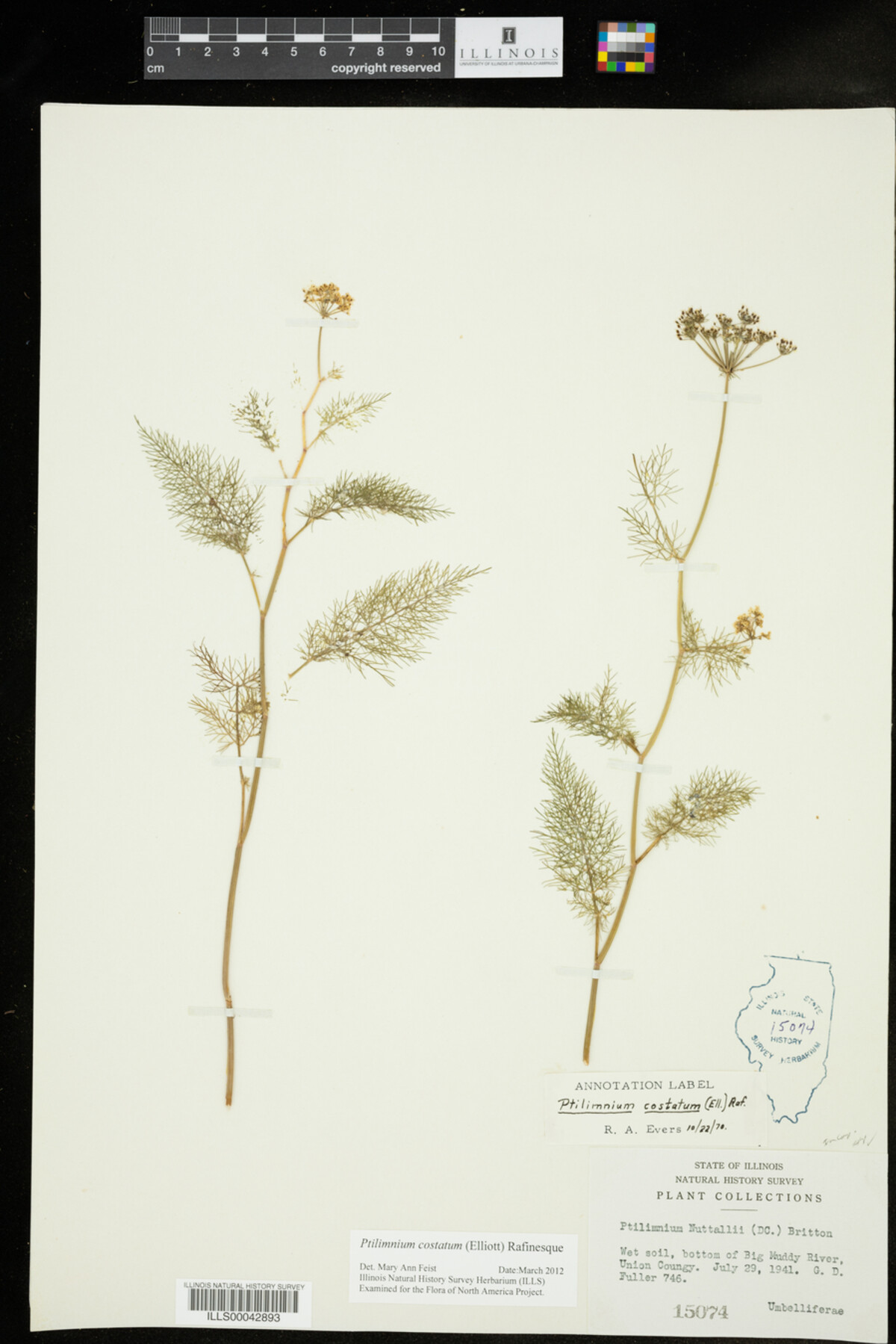 Ptilimnium costatum image