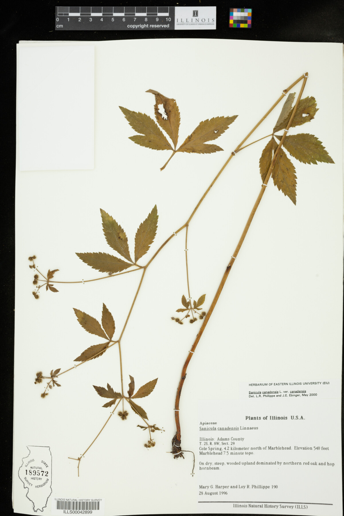 Sanicula canadensis image