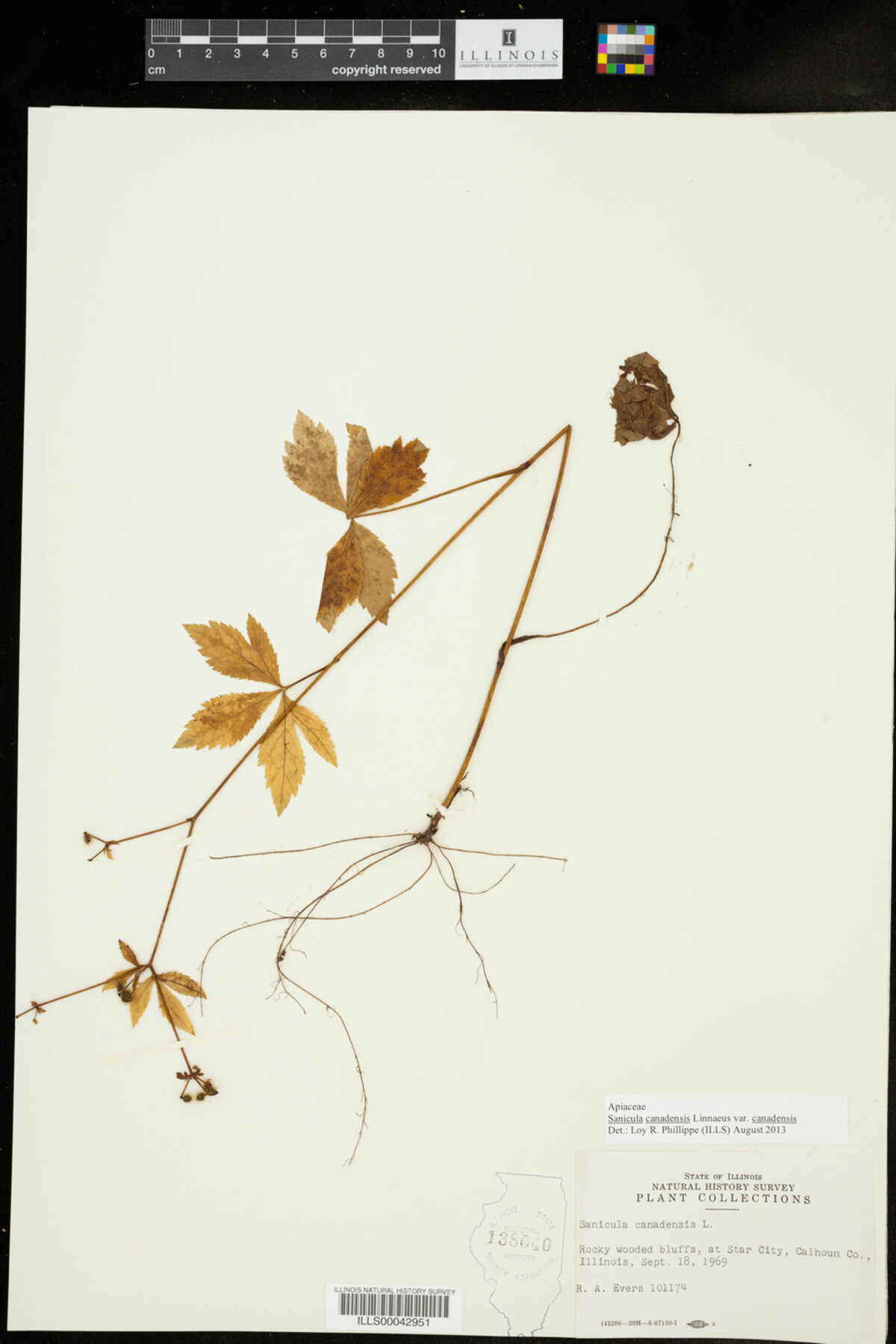 Sanicula image