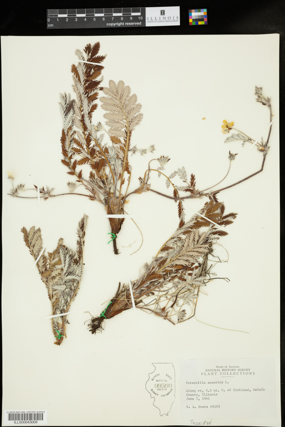 Potentilla anserina image