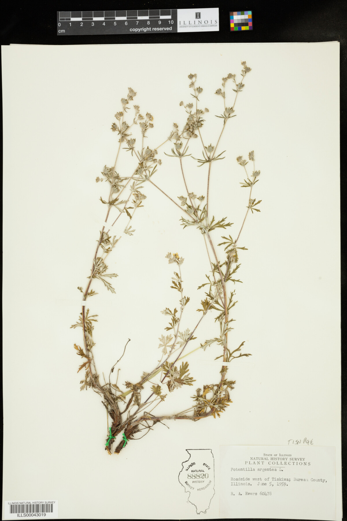 Potentilla argentea image