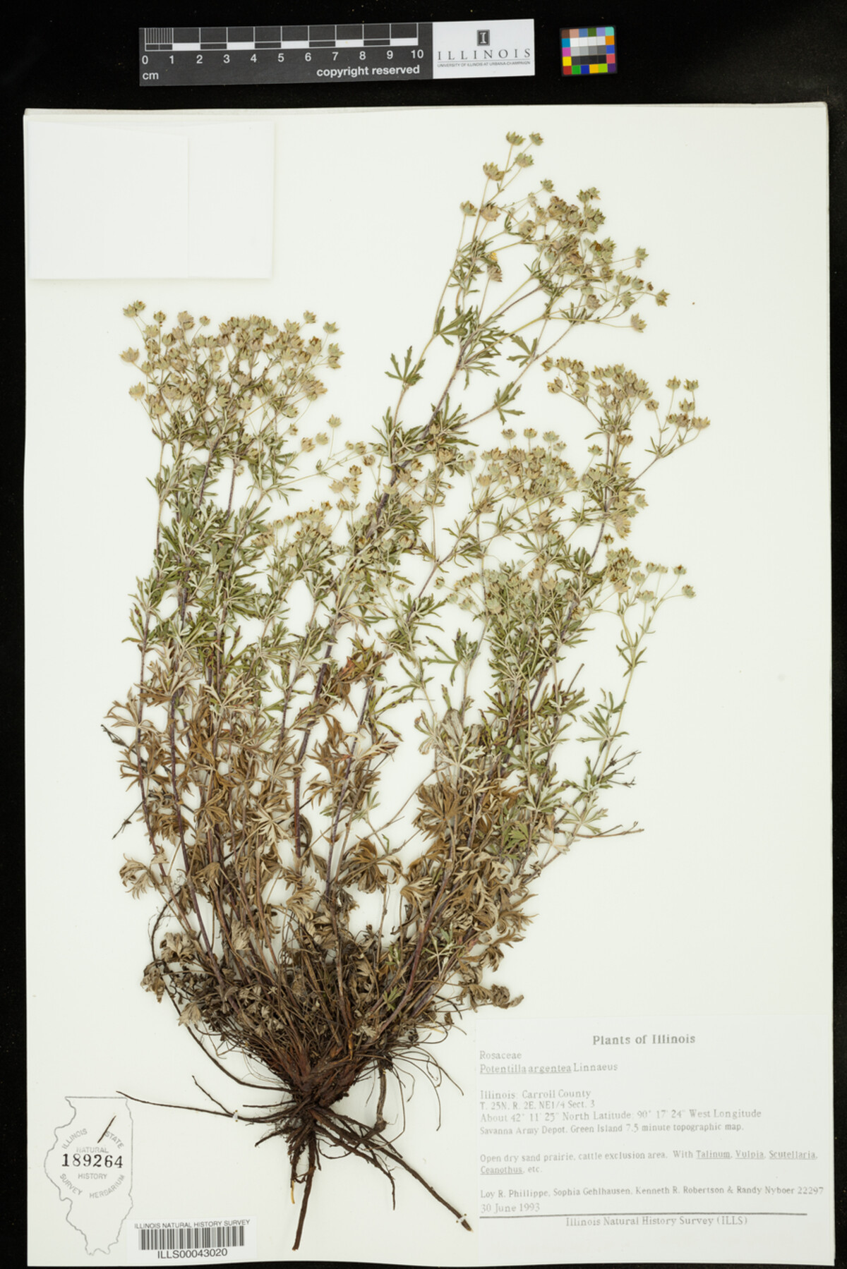 Potentilla argentea image