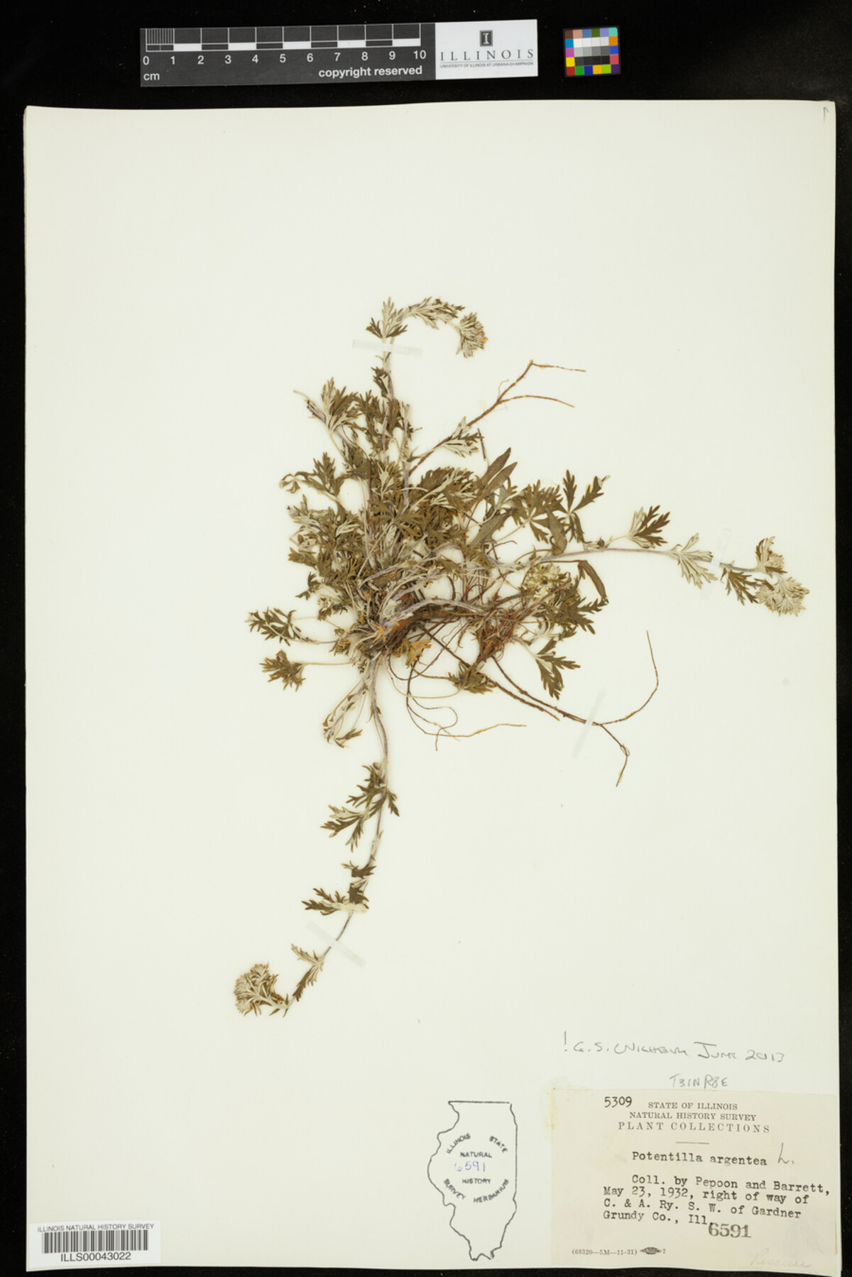 Potentilla argentea image