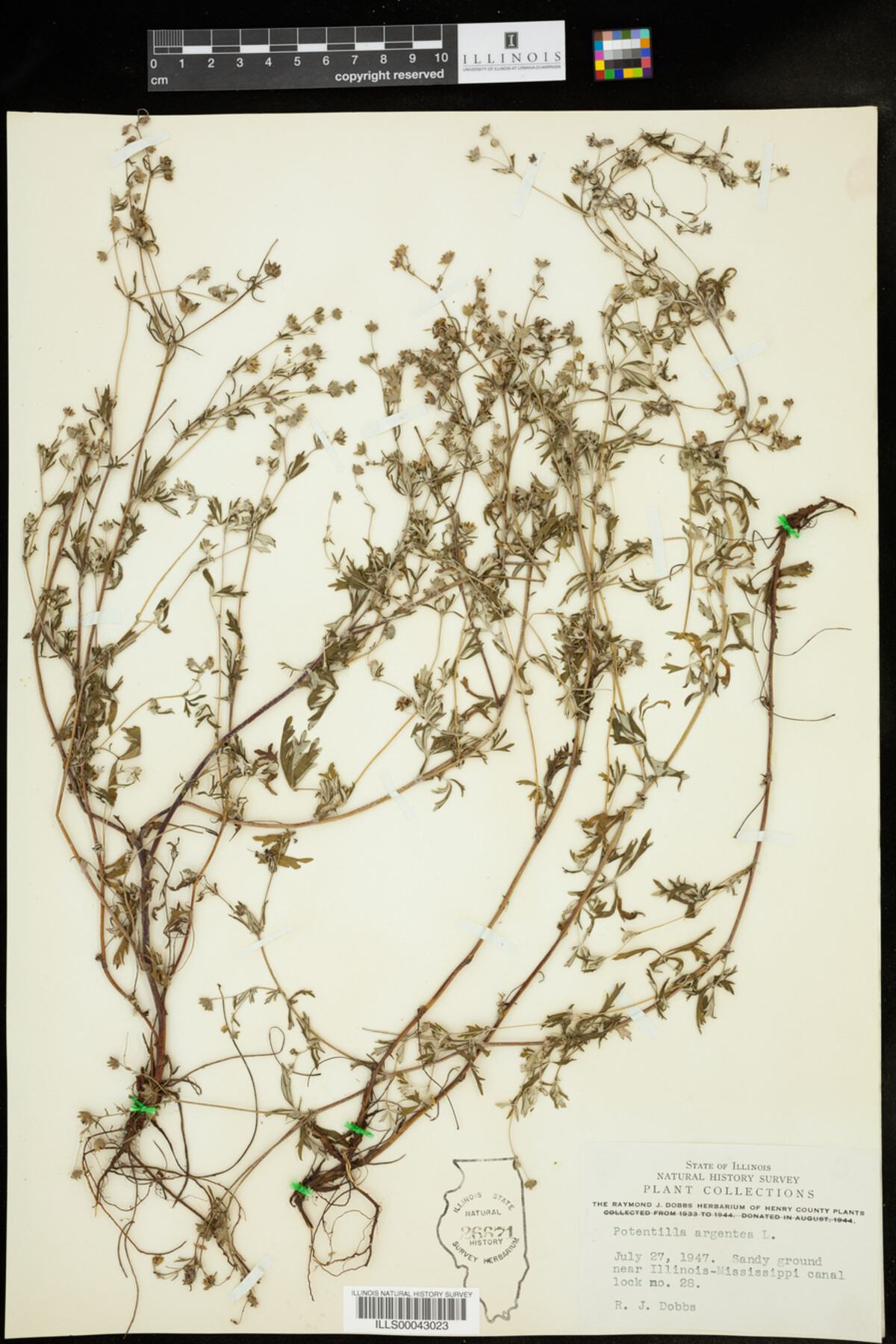 Potentilla argentea image