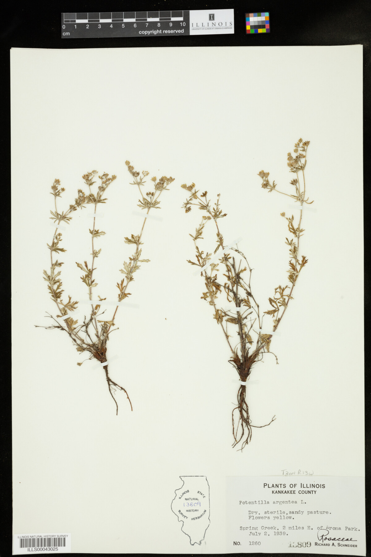 Potentilla argentea image