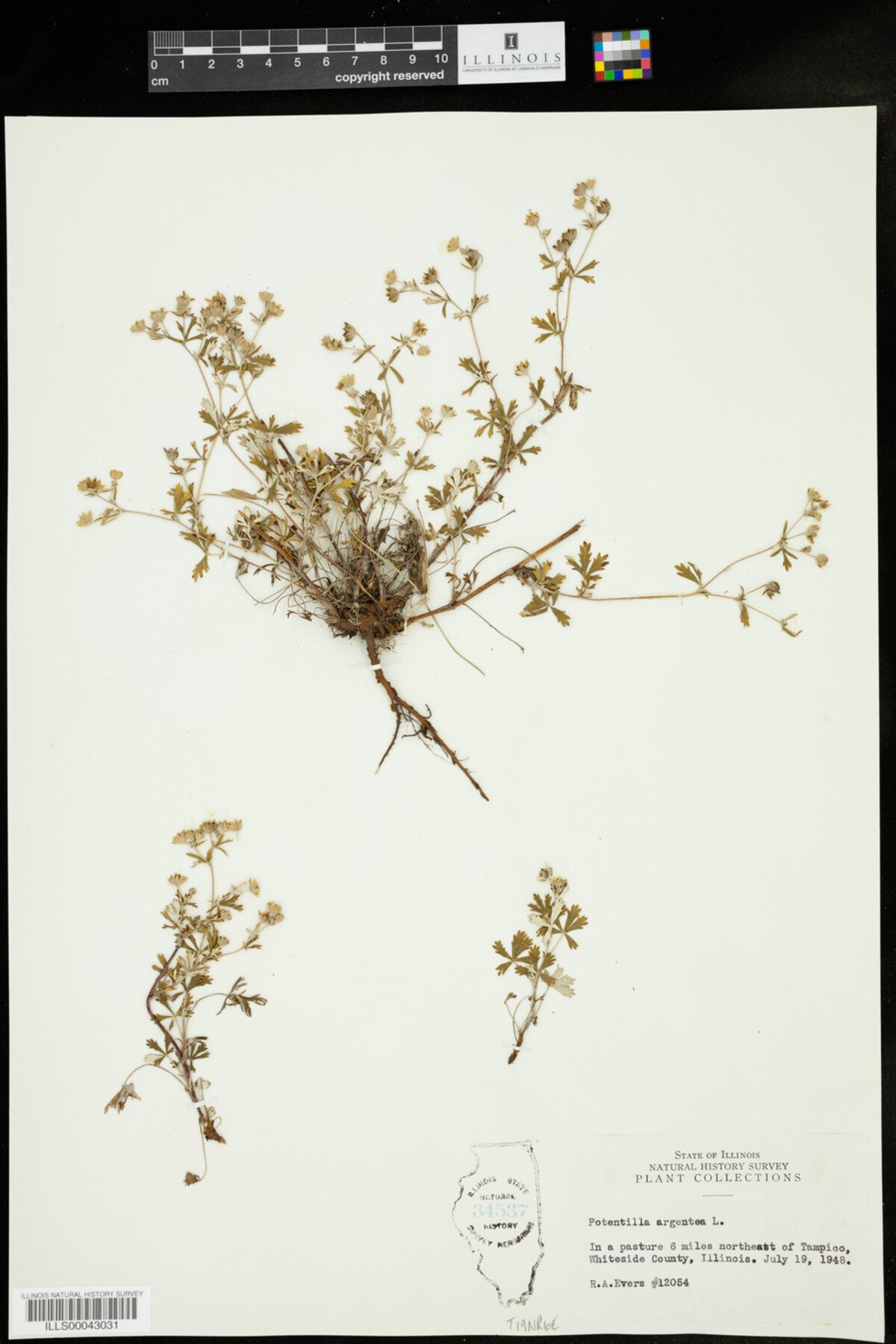 Potentilla argentea image