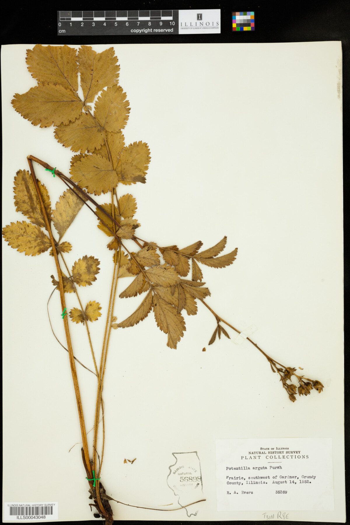 Drymocallis arguta image