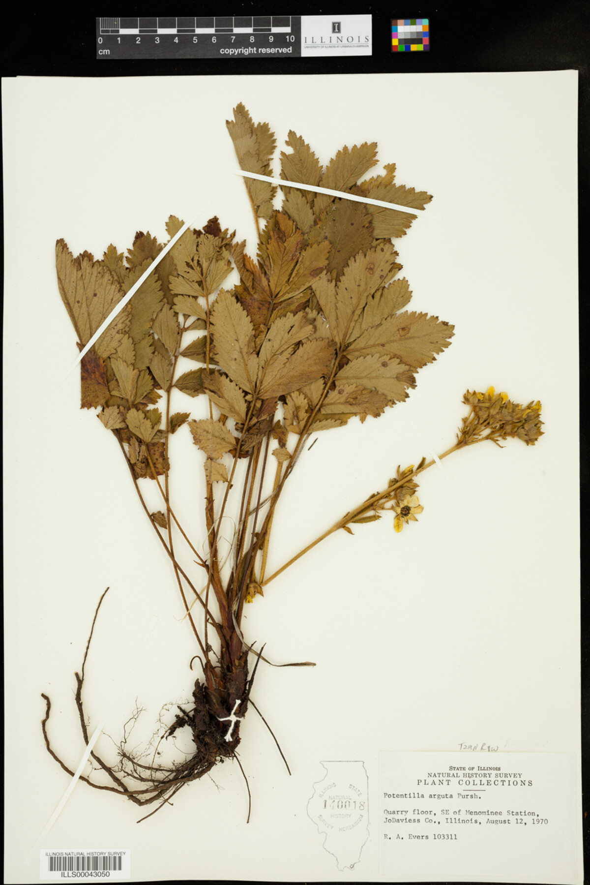 Drymocallis arguta image