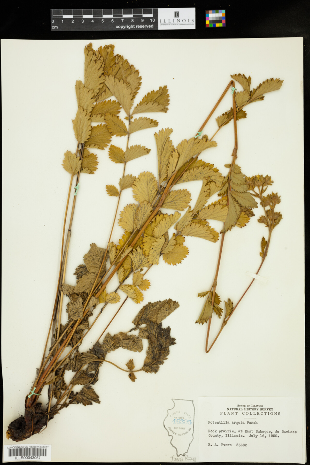 Drymocallis arguta image