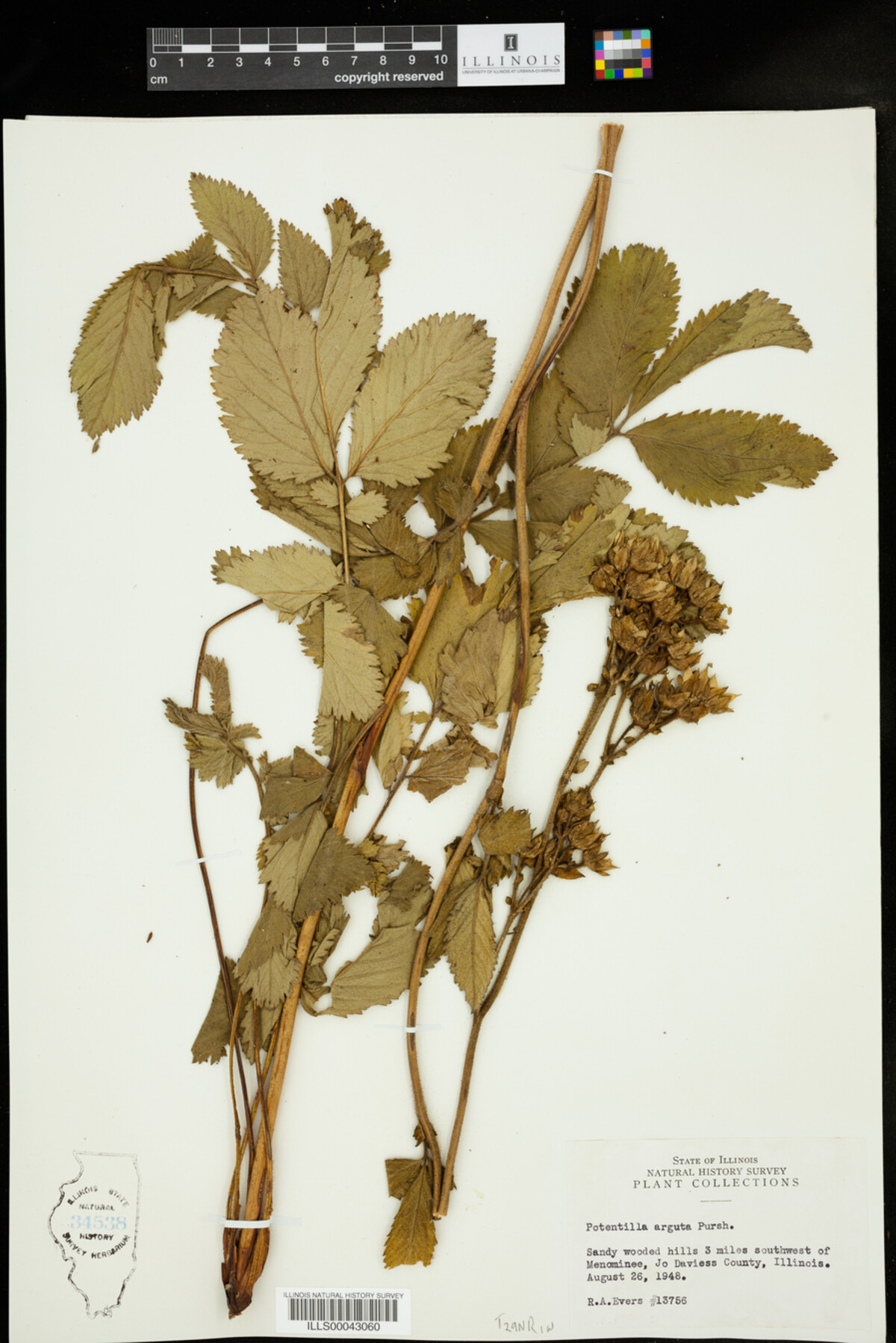 Drymocallis arguta image