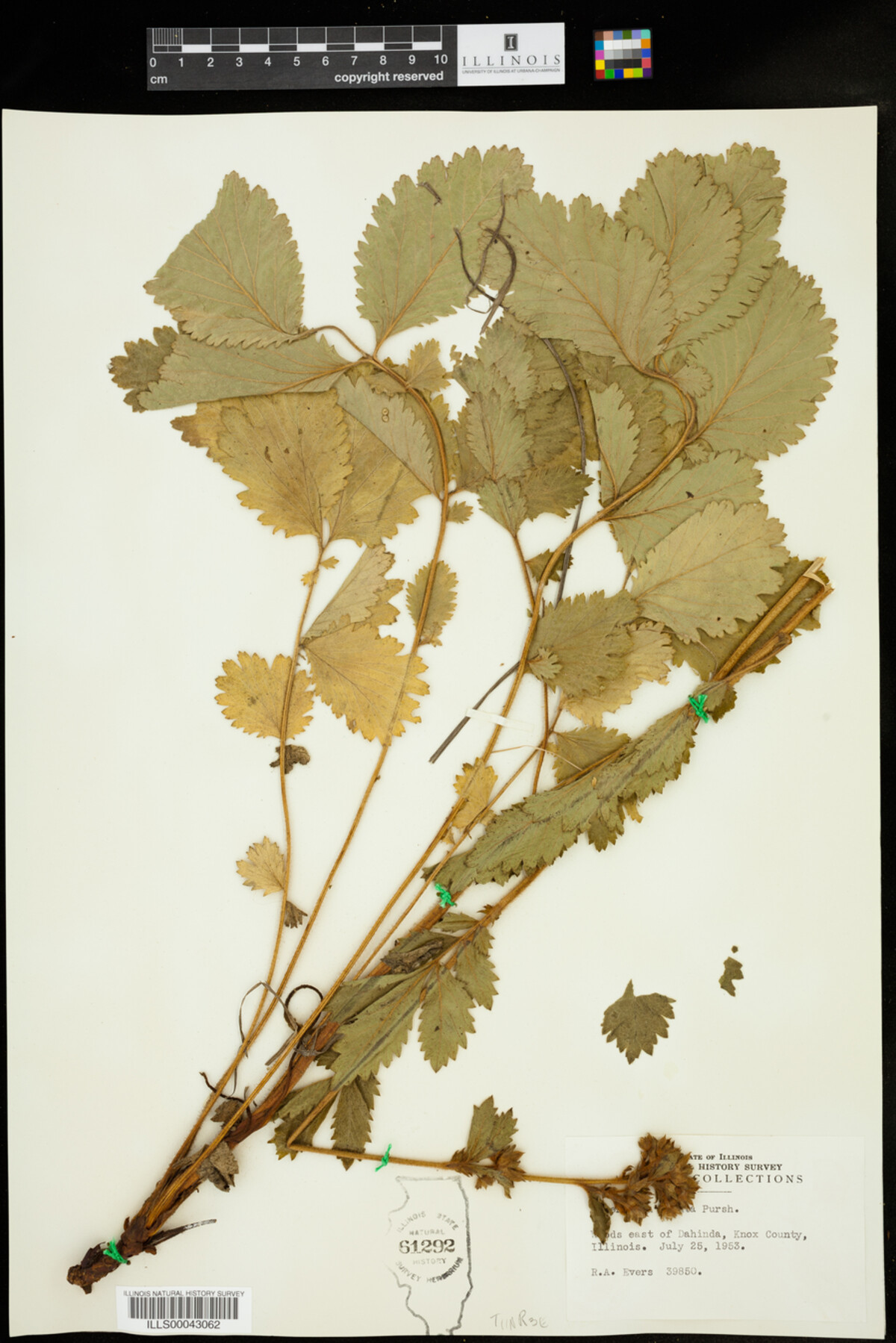 Drymocallis arguta image