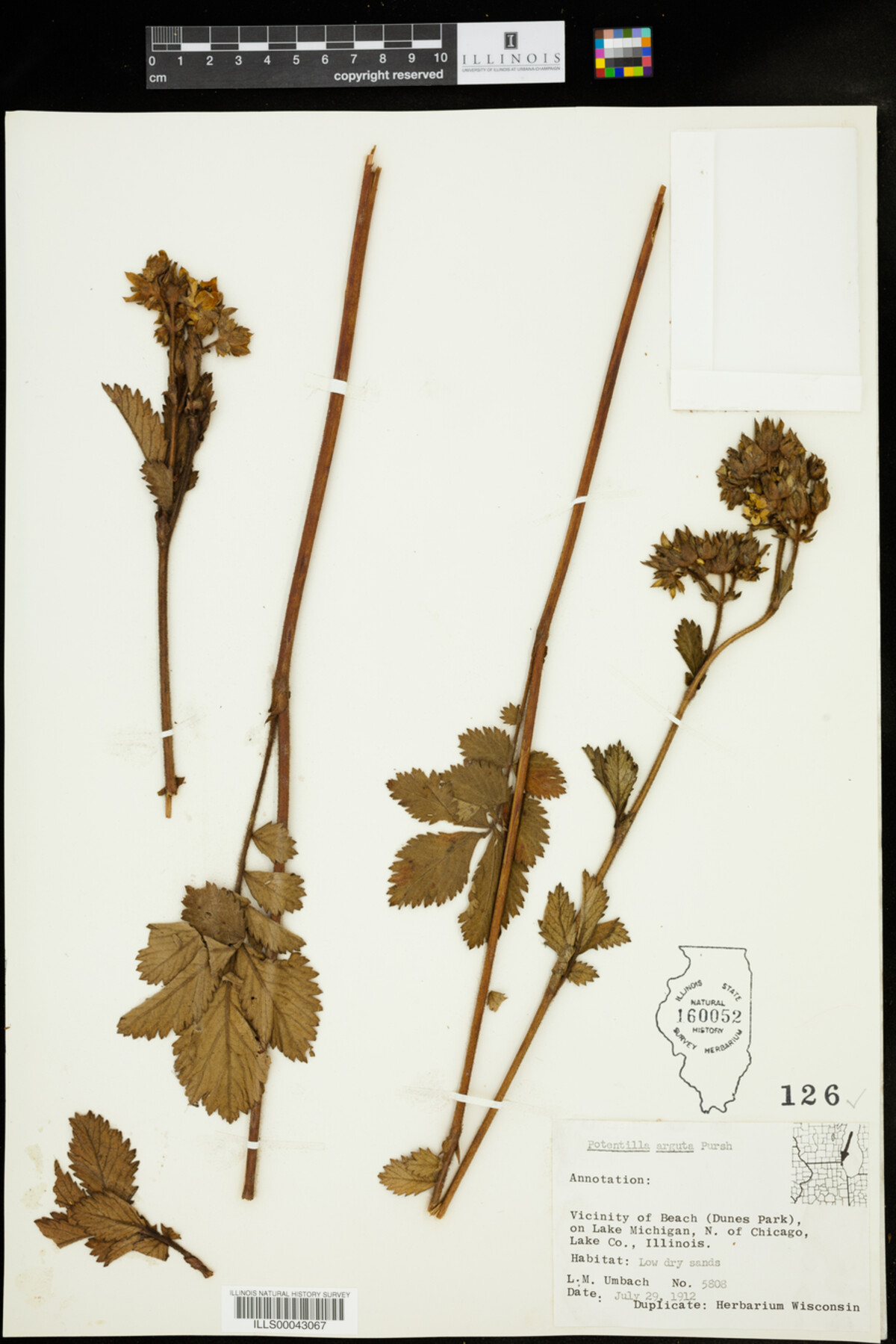 Drymocallis image