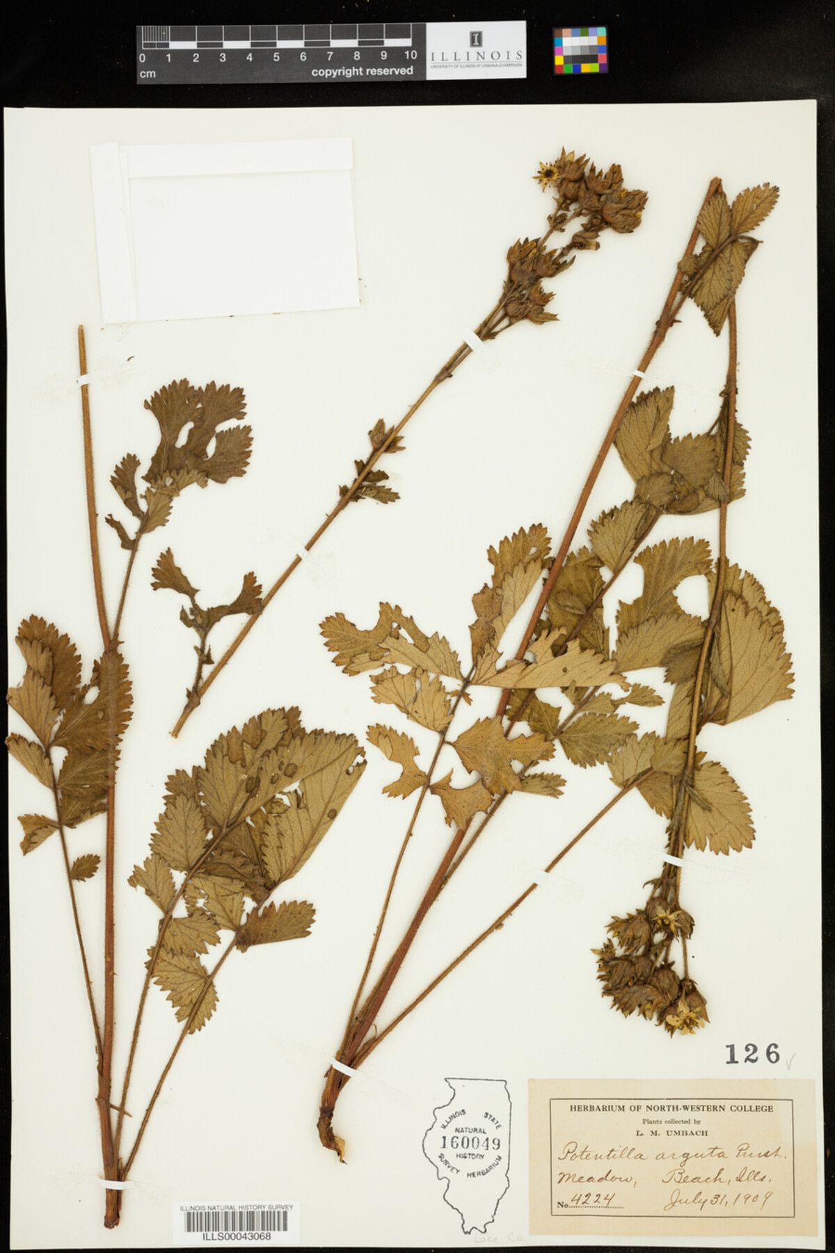 Drymocallis arguta image